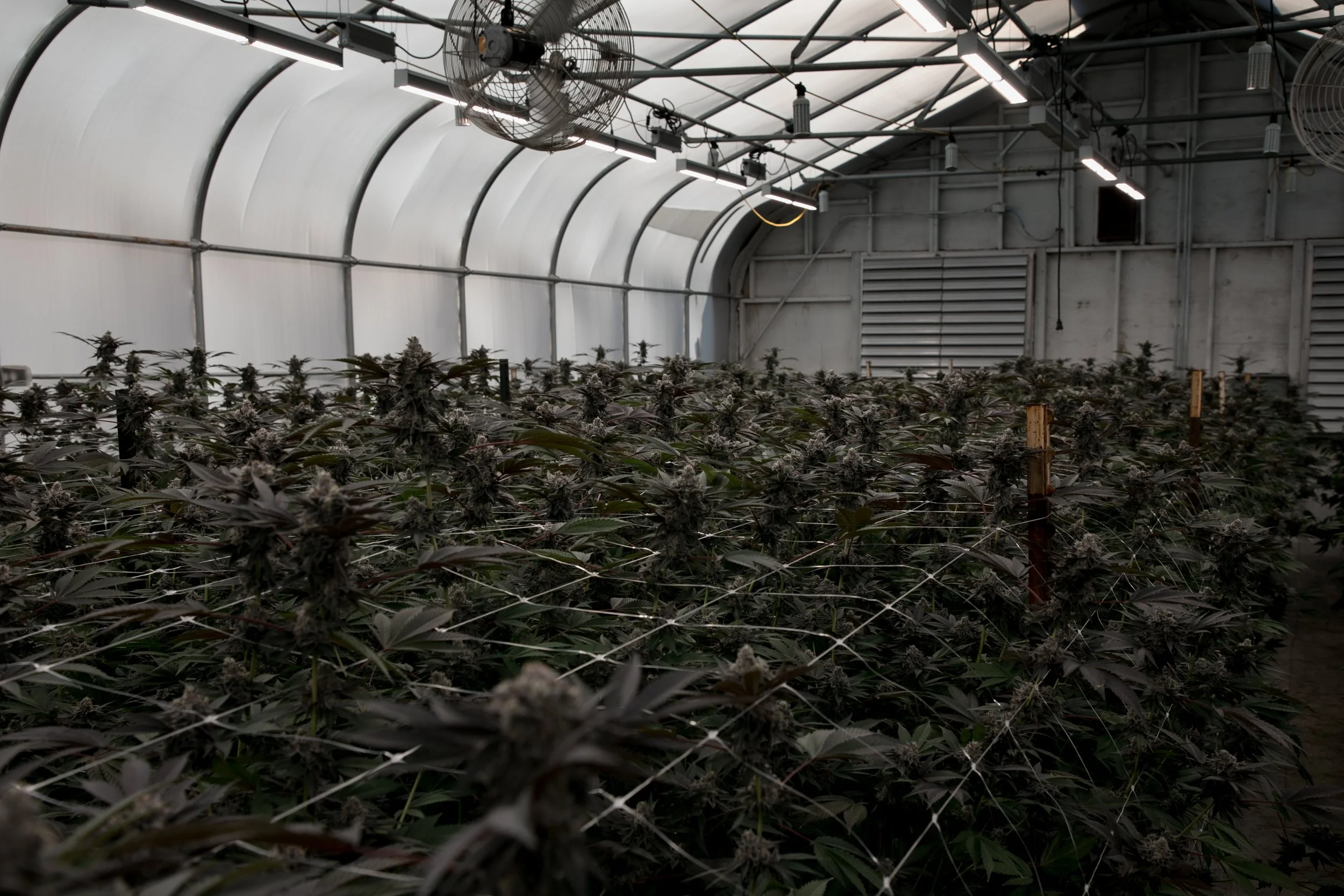 Indoor cannabis cultivation with rows of cannabis plants under artificial grow lights inside a greenhouse.