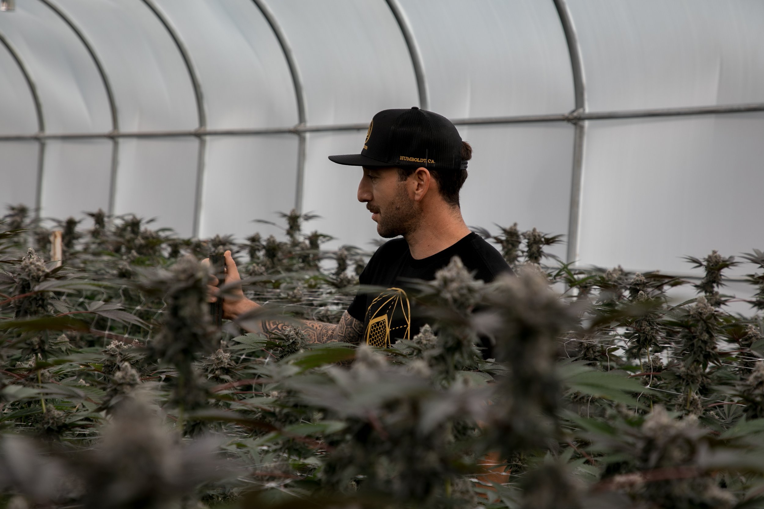 A man wearing a black cap and black shirt taking a photo with his phone inside a greenhouse filled with flowering cannabis plants.