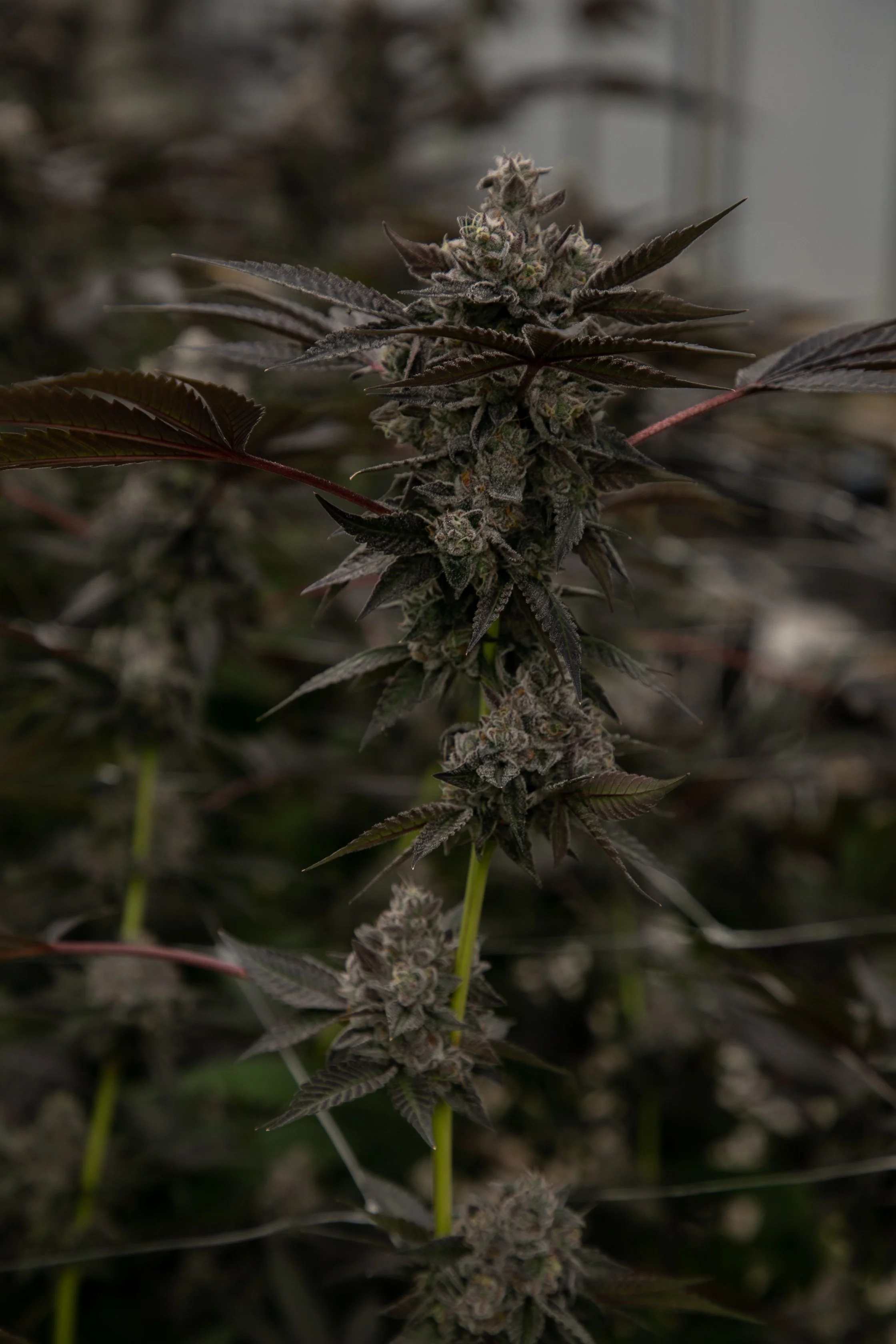Close-up of a flowering cannabis plant with dark green leaves and dense bud clusters.