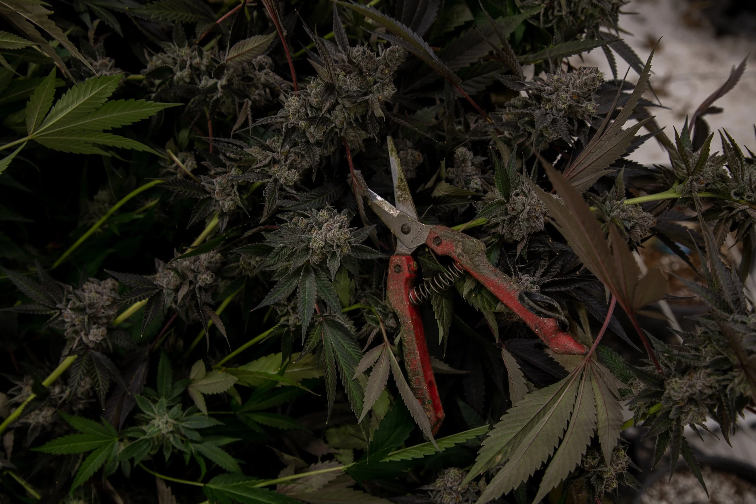 Close-up of cannabis plants with purple buds, accompanied by a pair of pruning shears resting on the leaves.