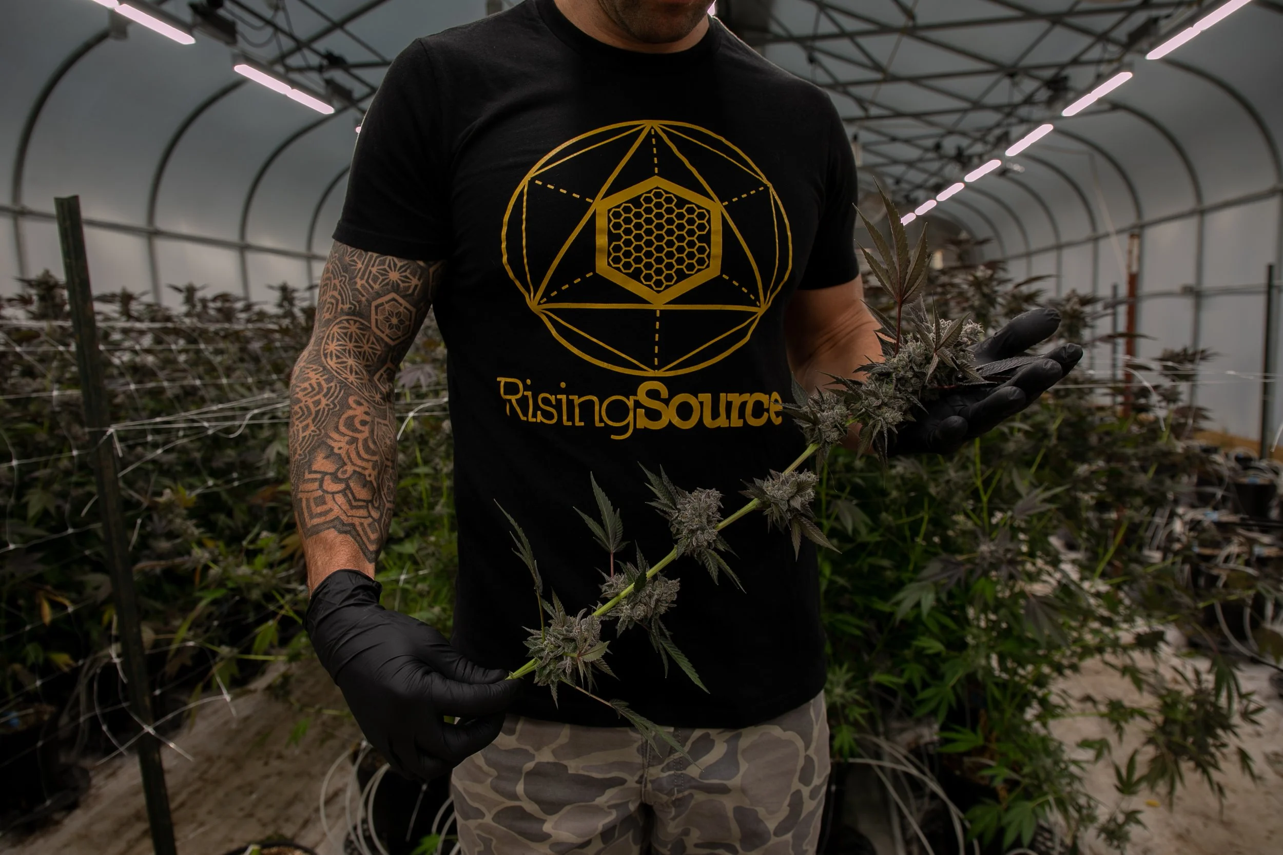 Person with tattooed arm wearing a black Rising Source t-shirt and camouflage pants, holding a cannabis plant inside a greenhouse.