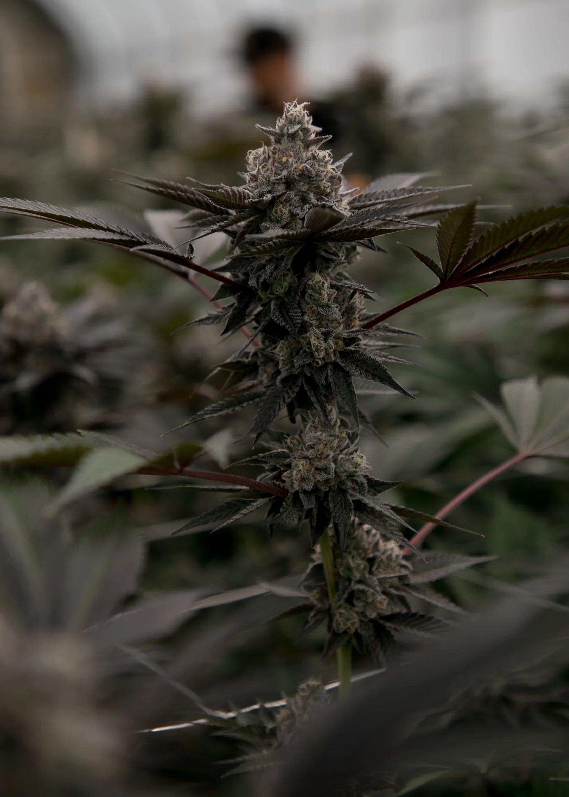 Close-up of a purple cannabis plant with dense buds and pointed leaves, in a greenhouse environment.