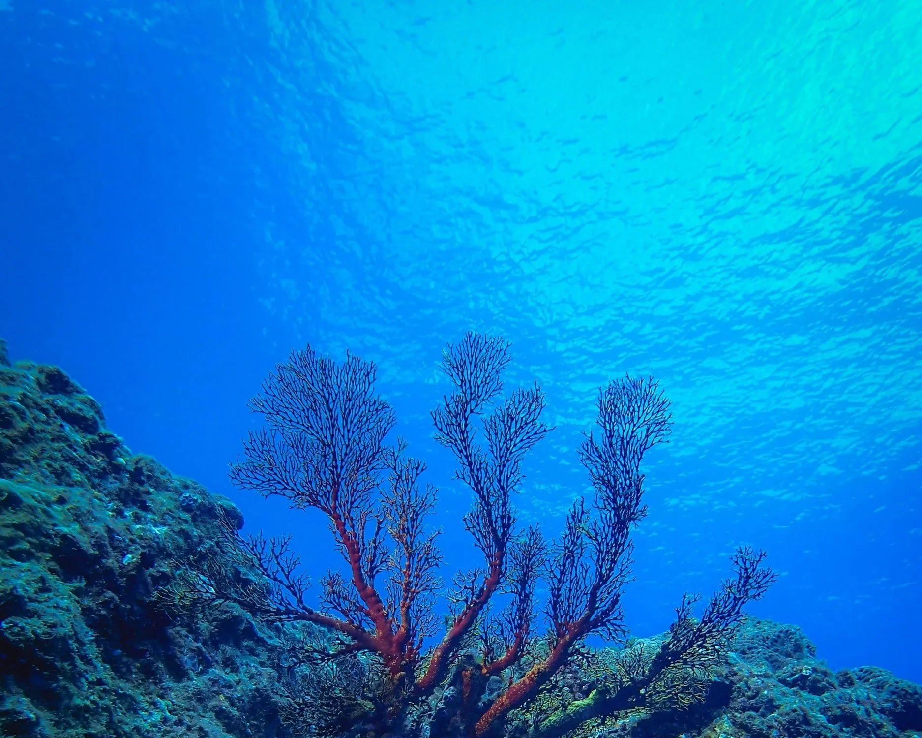 The Meaning Behind “Haven Reef”