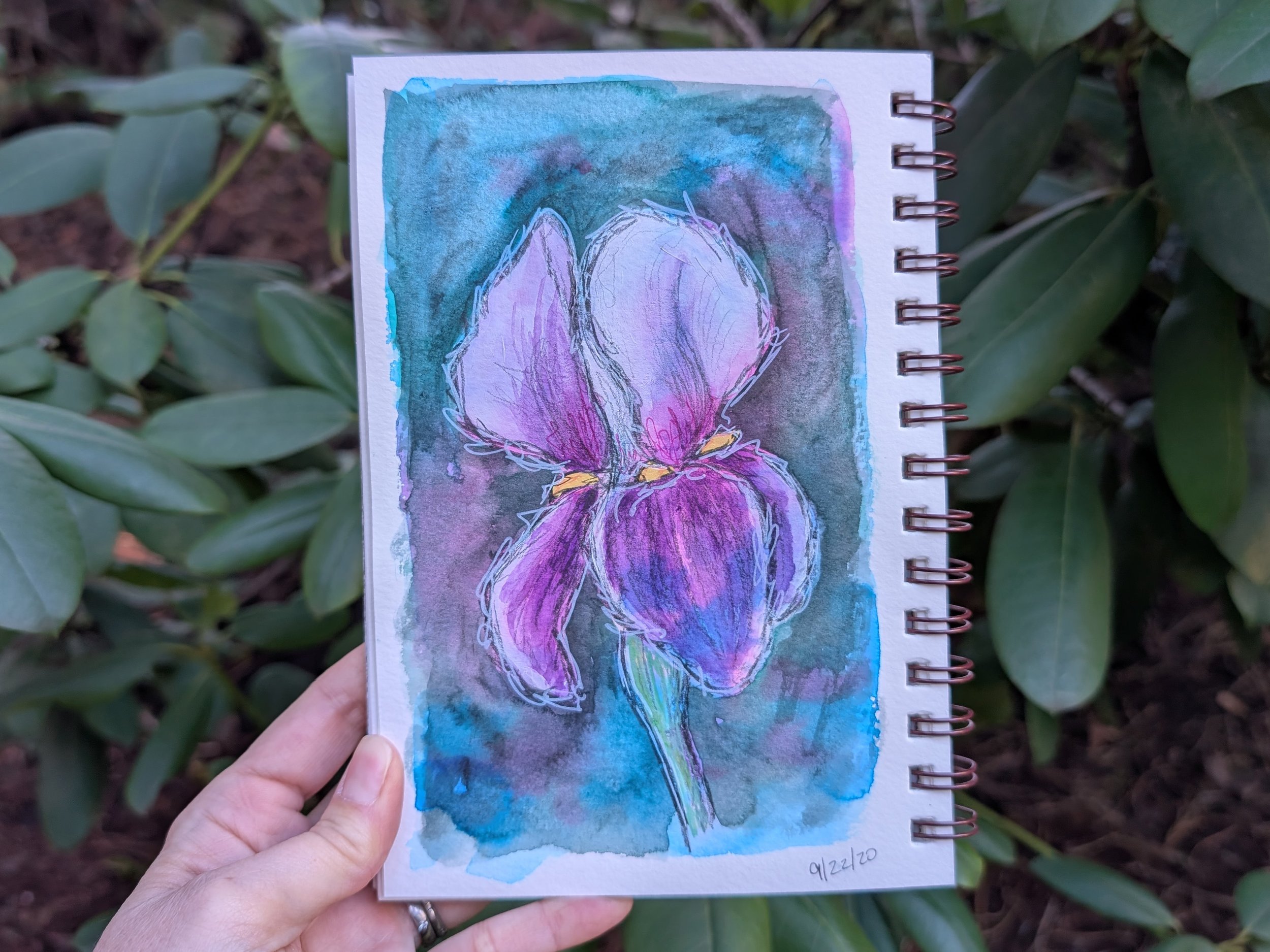 Iris Sketch.jpg