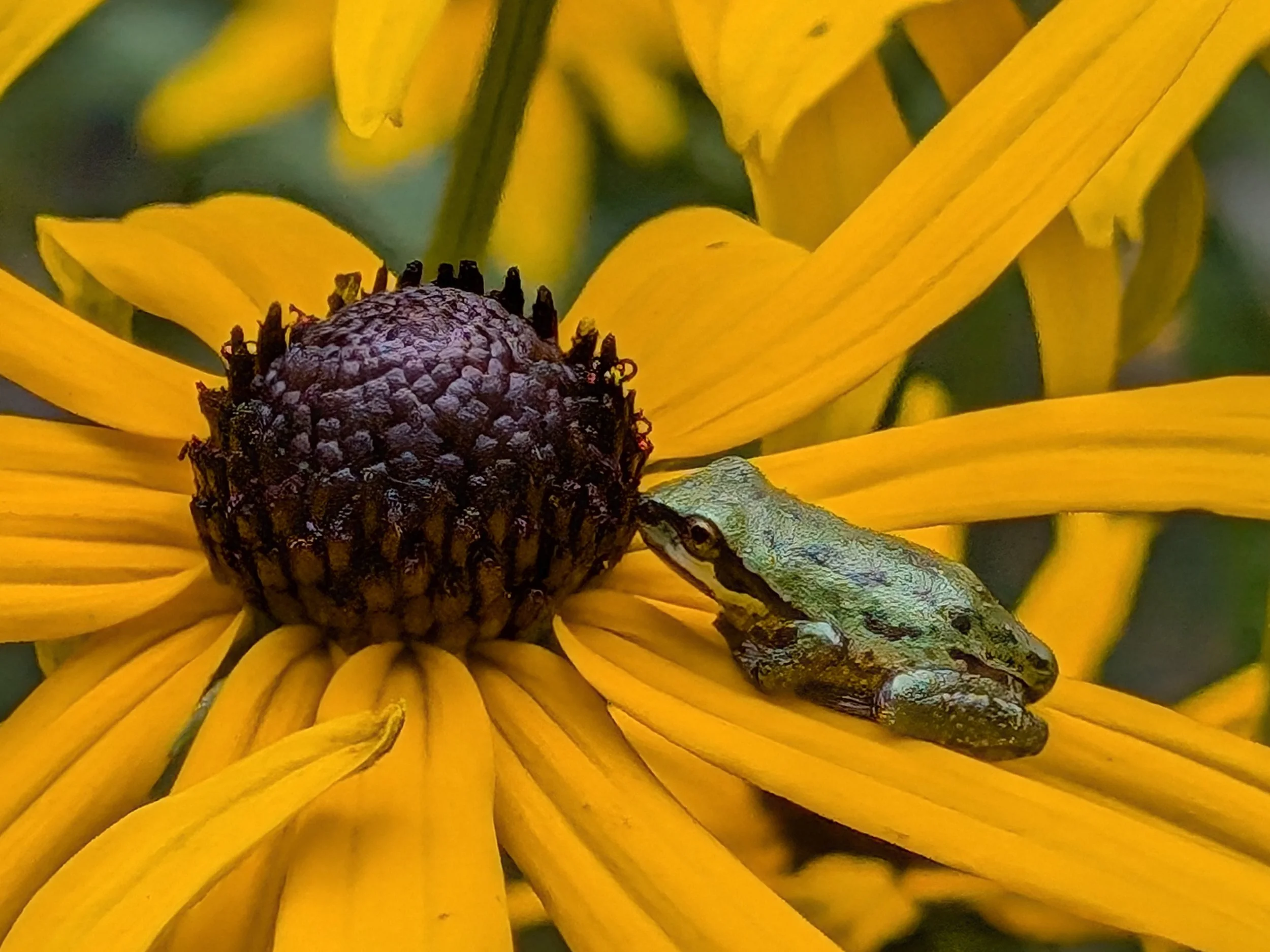 Frog on Flower.jpg