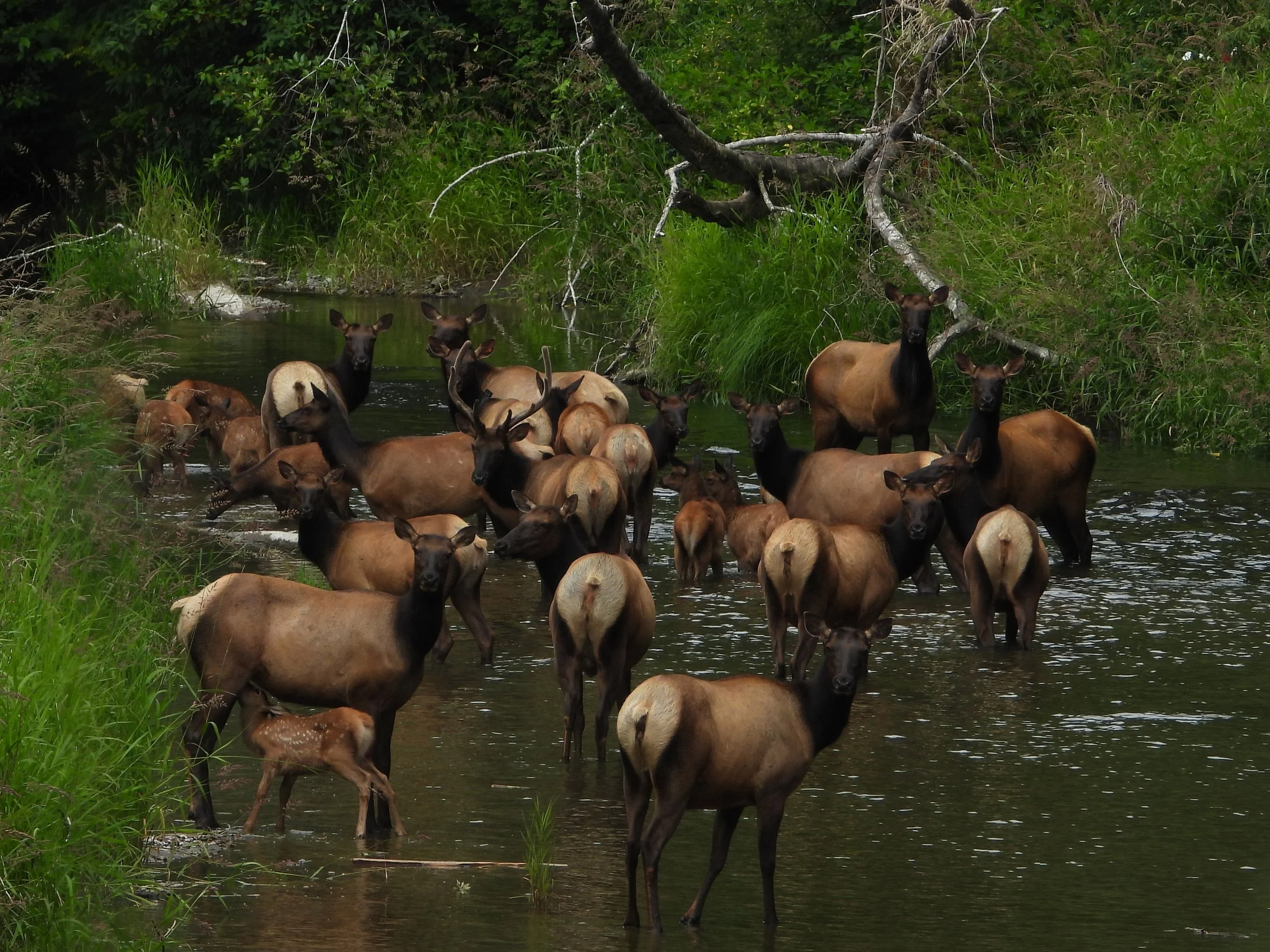 Elk Herd.jpg