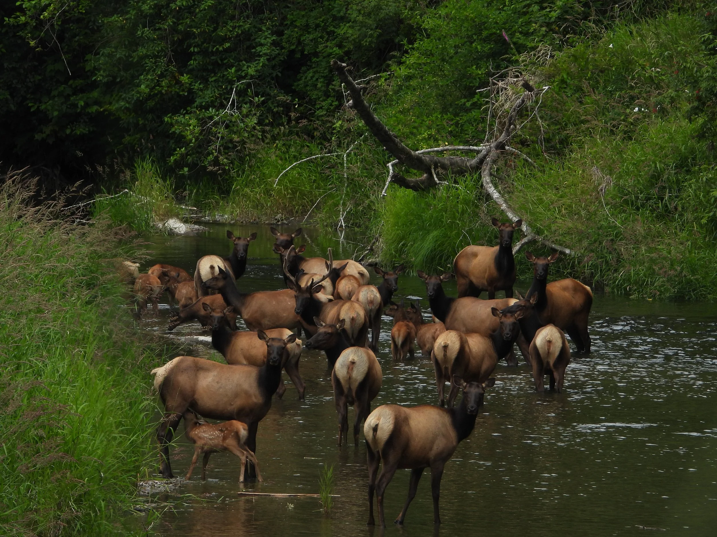 Elk herd crossing river.jpg