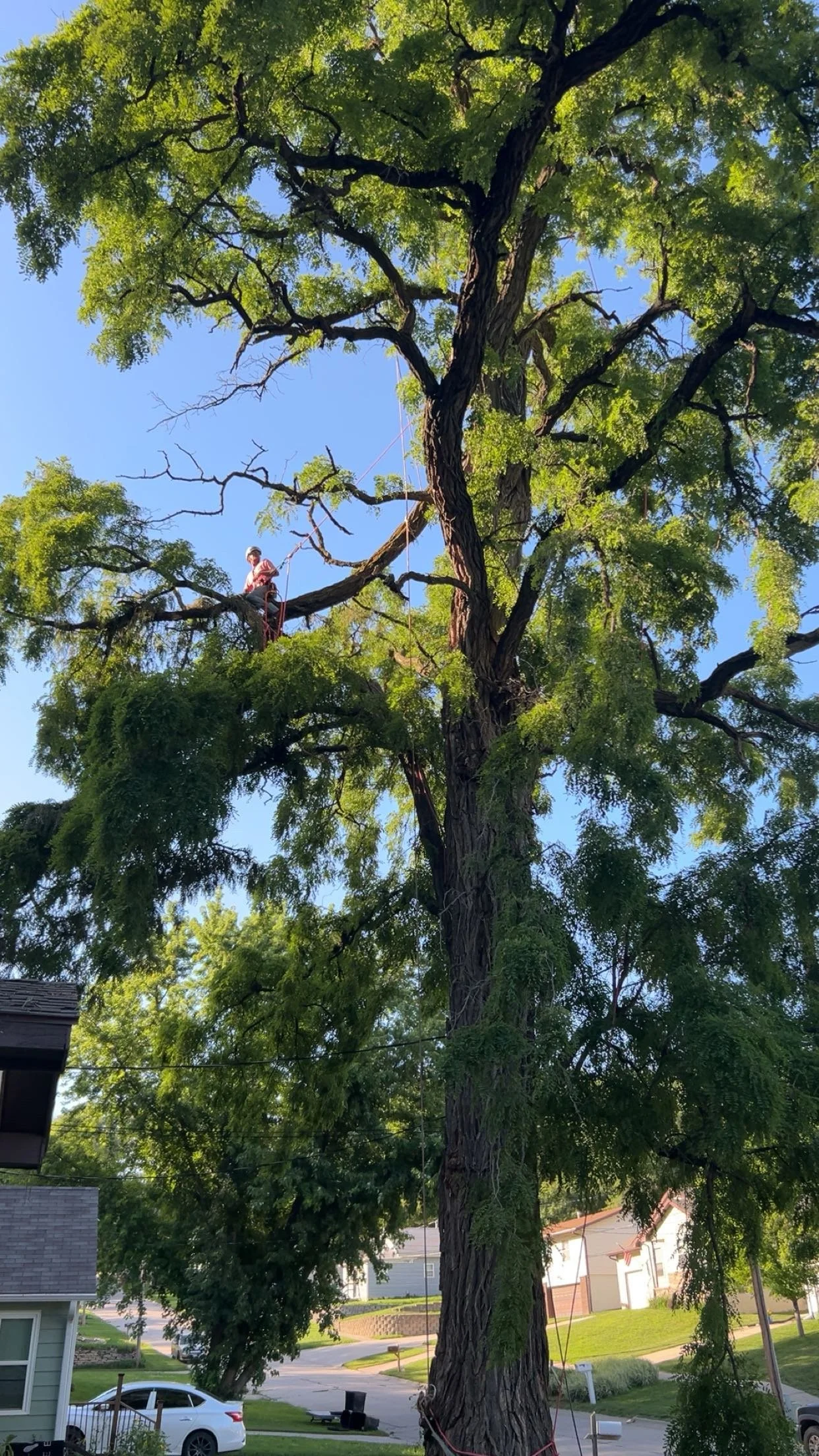 Tree Pruning