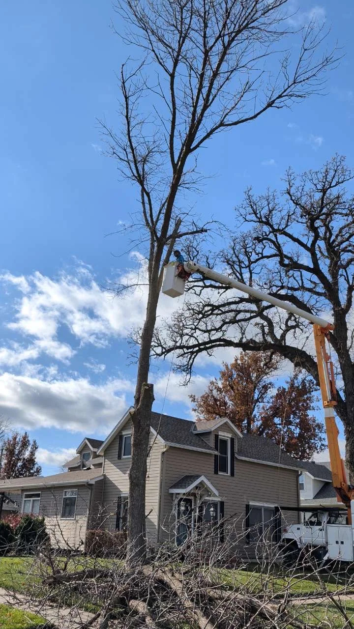 Tree Removal