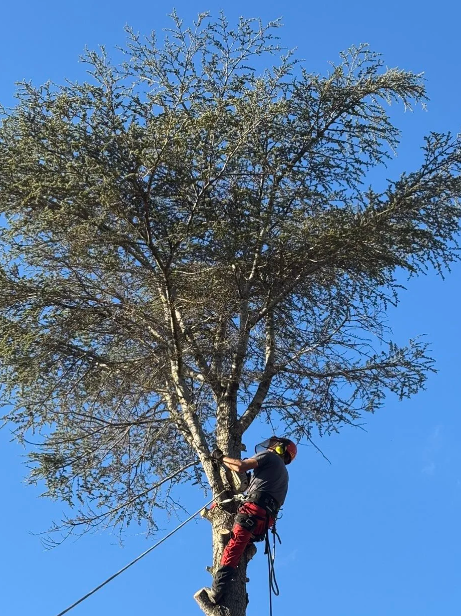 A person wearing a helmet and safety harness climbing a tall tree, with branches and leaves extending outward and a clear blue sky in the background.