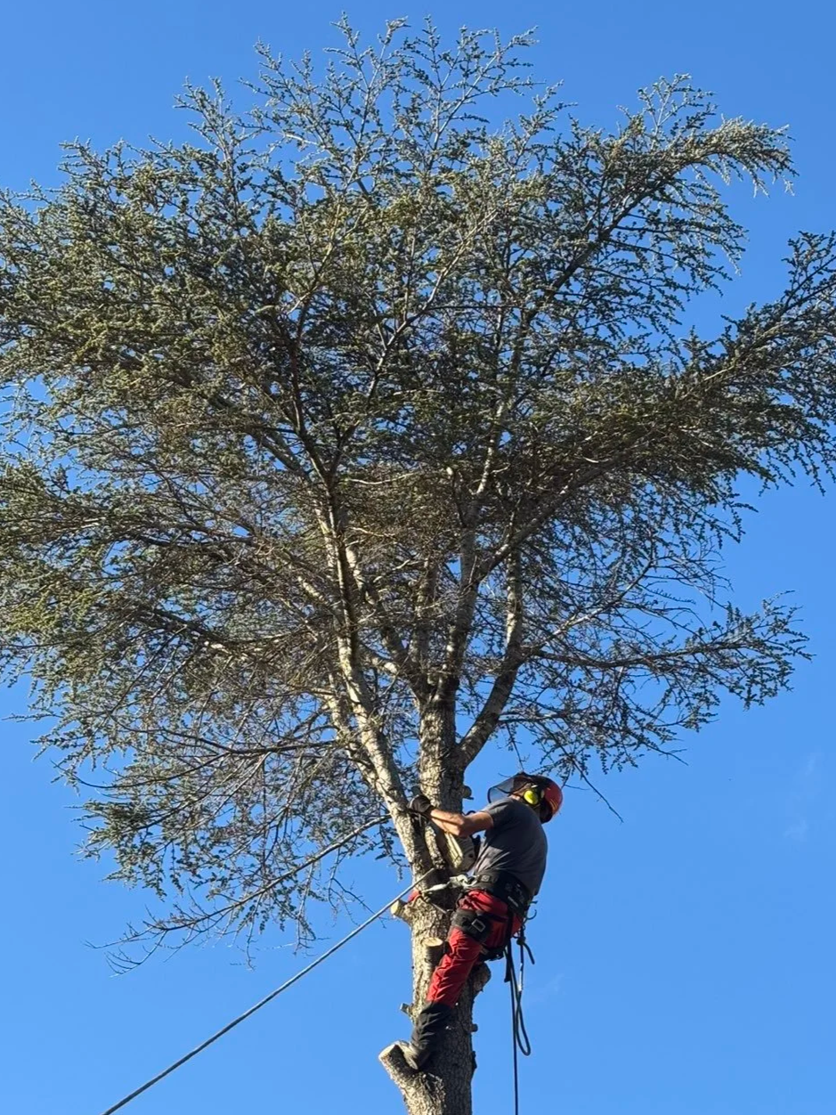 A person wearing a helmet and safety harness climbing a tall tree against a clear blue sky.
