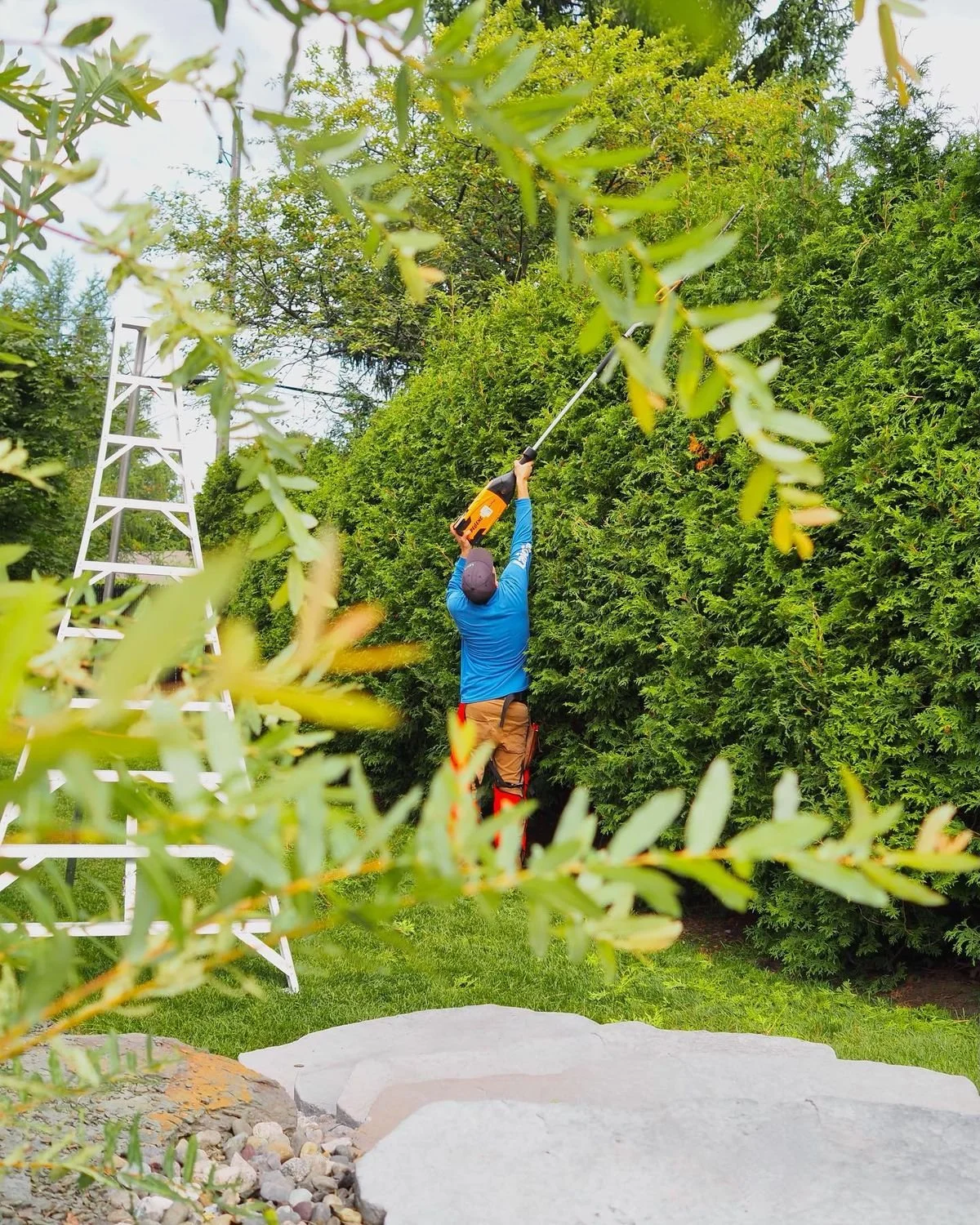 A man using a hedge trimmer to trim tall green hedges in a backyard garden with trees and a white ladder nearby.