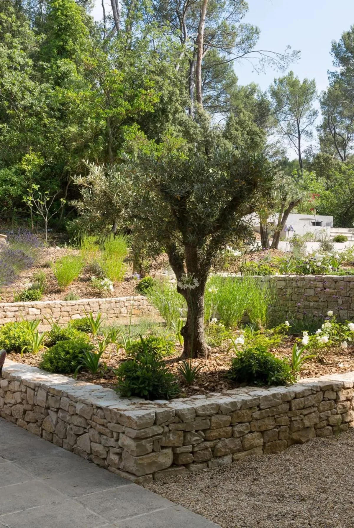 A landscaped garden with a small tree in the center, surrounded by plants and flowers, enclosed by stone walls, with tall trees and blue sky in the background.