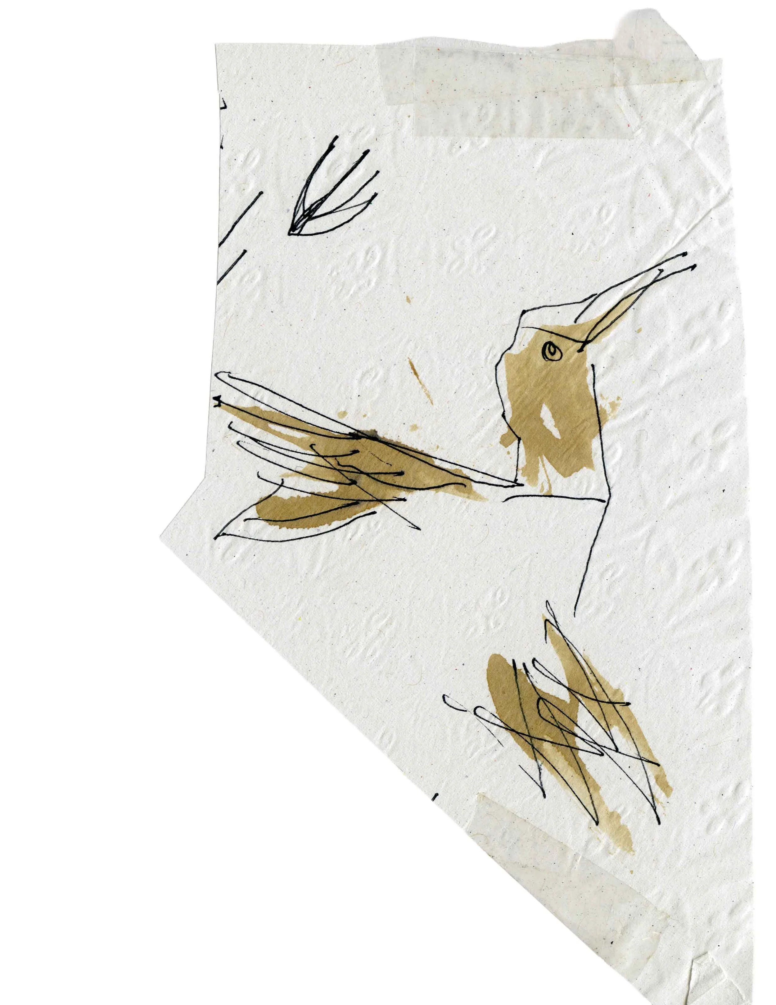 Colibri a café