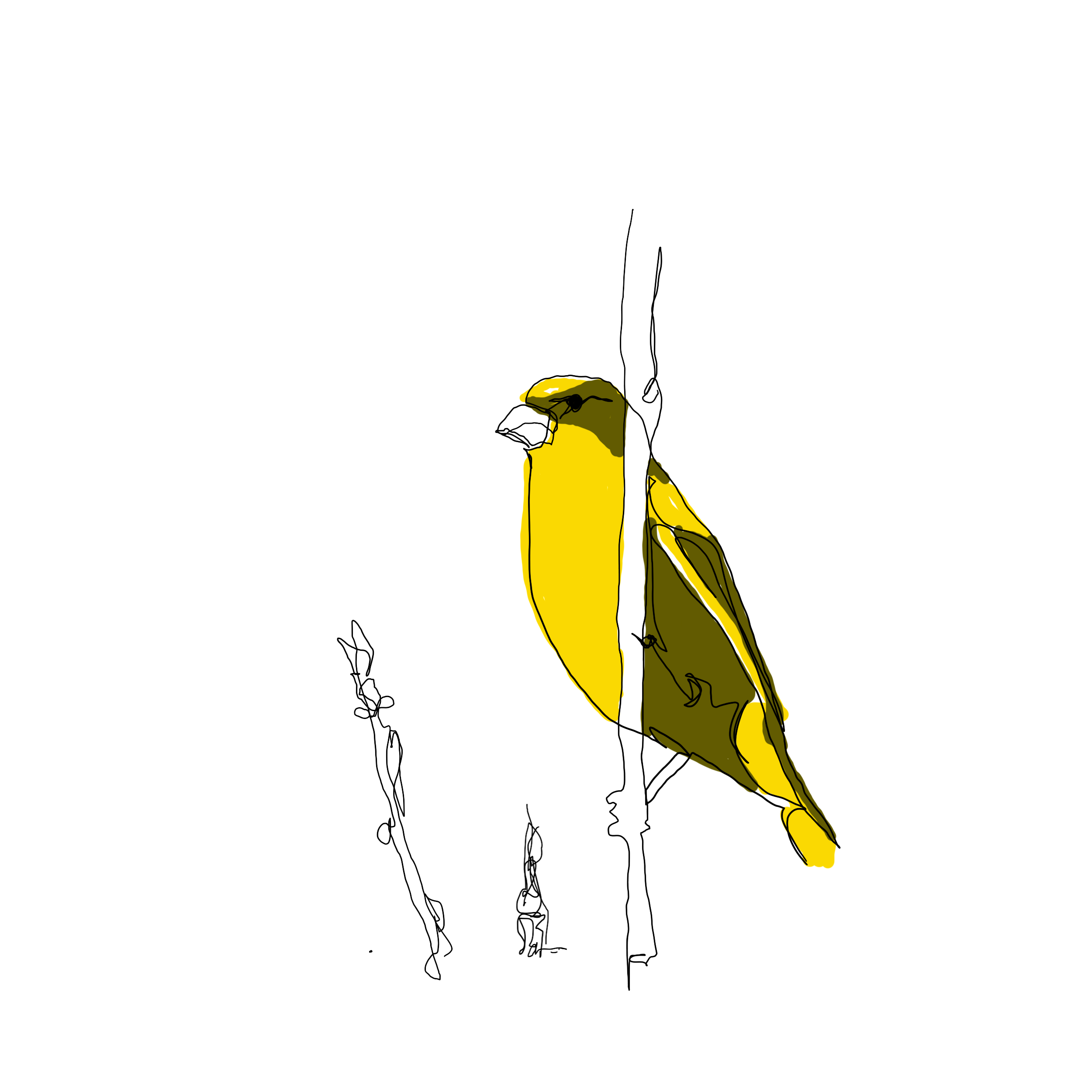Pardal