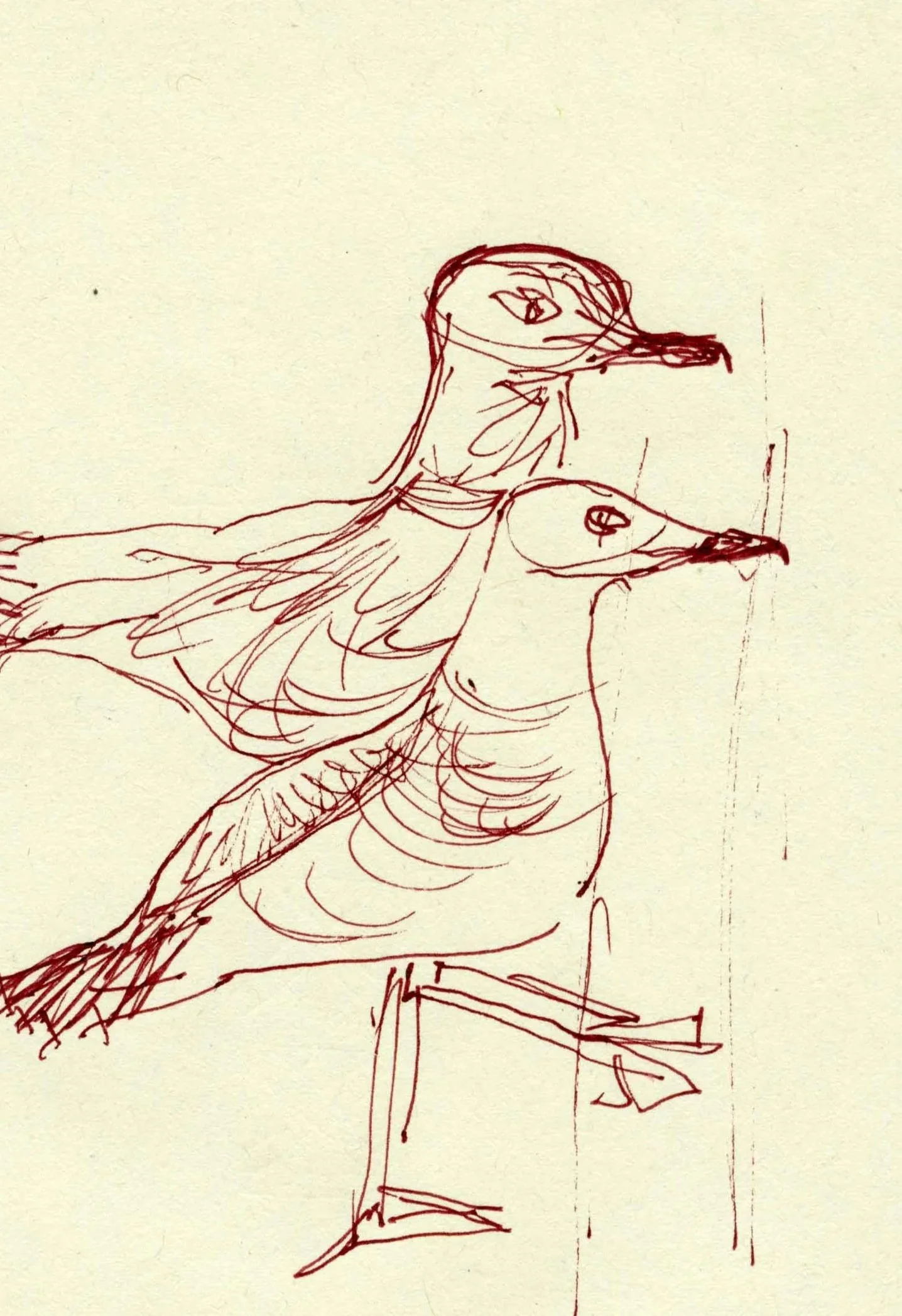 Gaivotas+copy.jpg