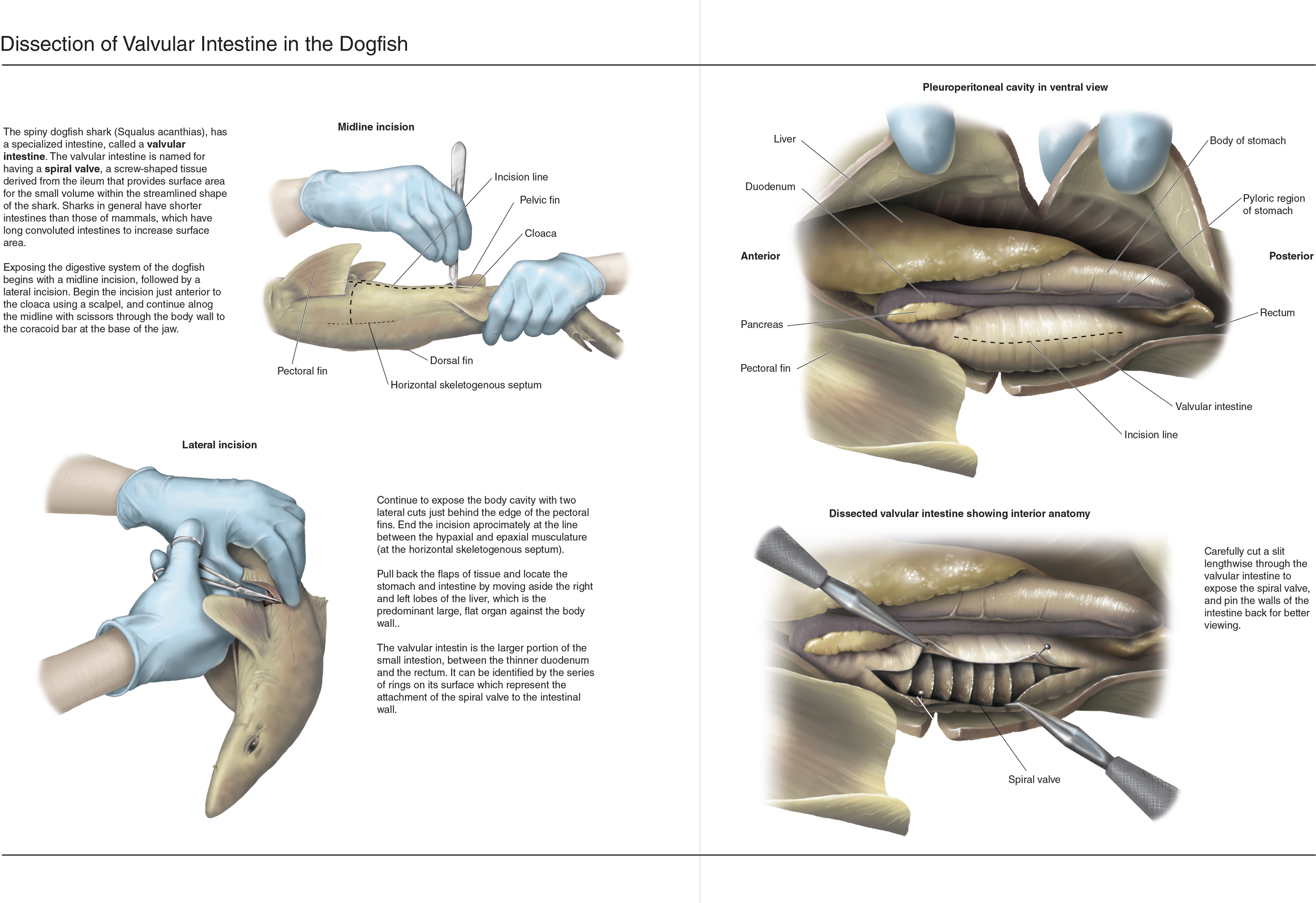 Bio Shark dissection.png