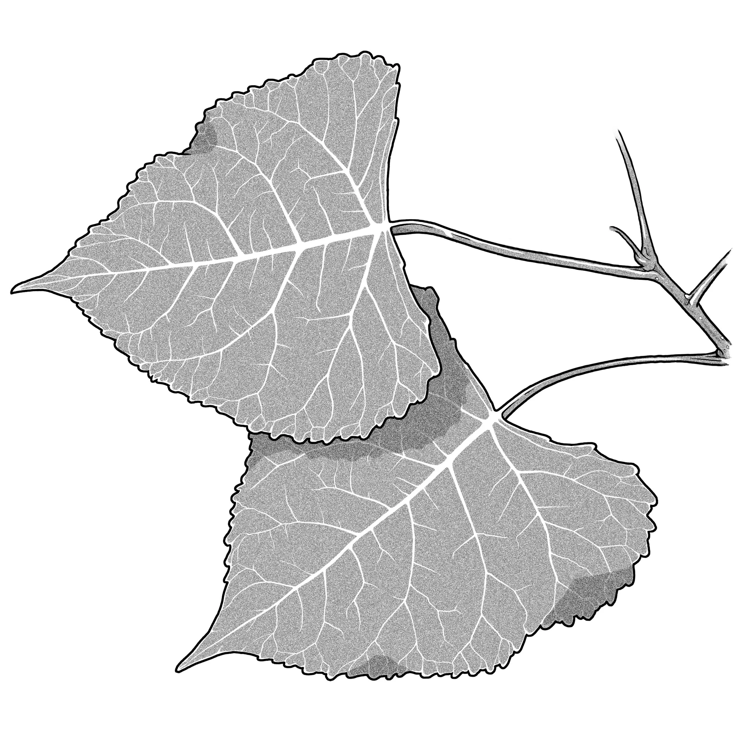 Cottonwood leaves.jpg