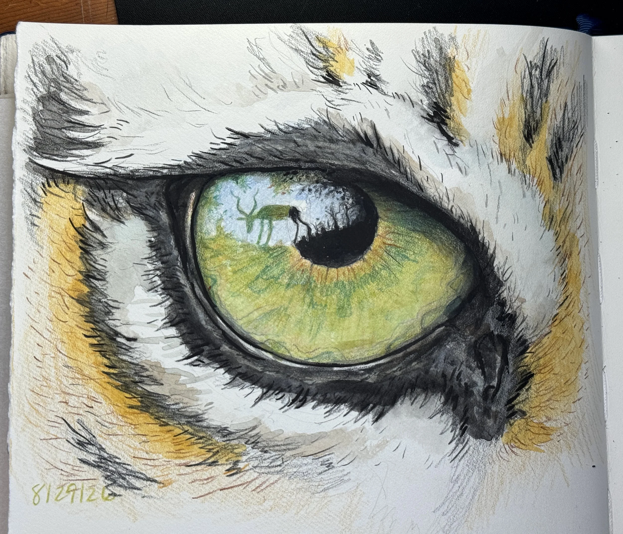 Tiger Eye.jpg