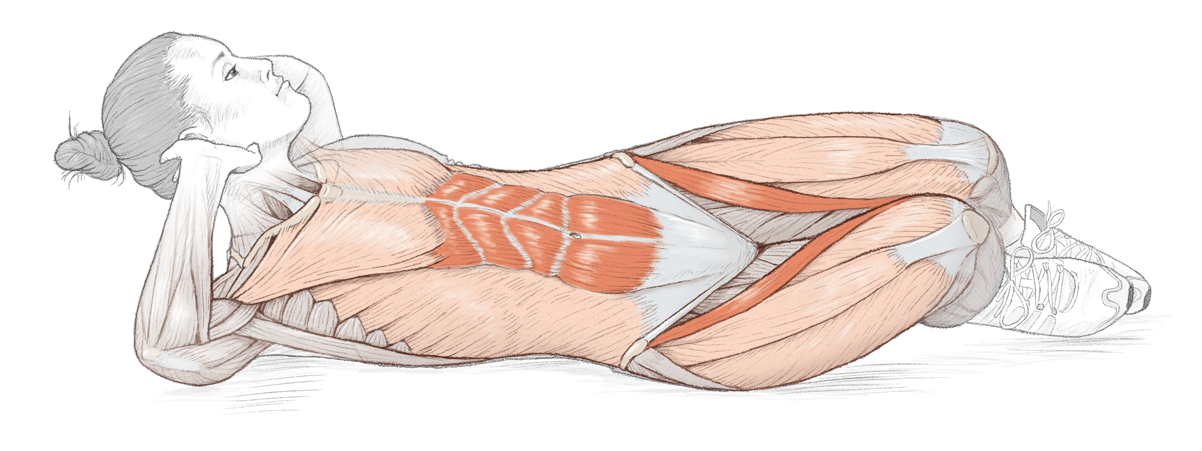 Med Woman_02_muscles.png