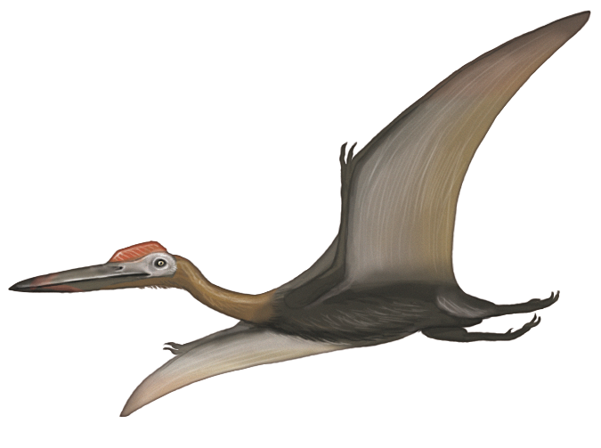 Paleo pterosaur.png