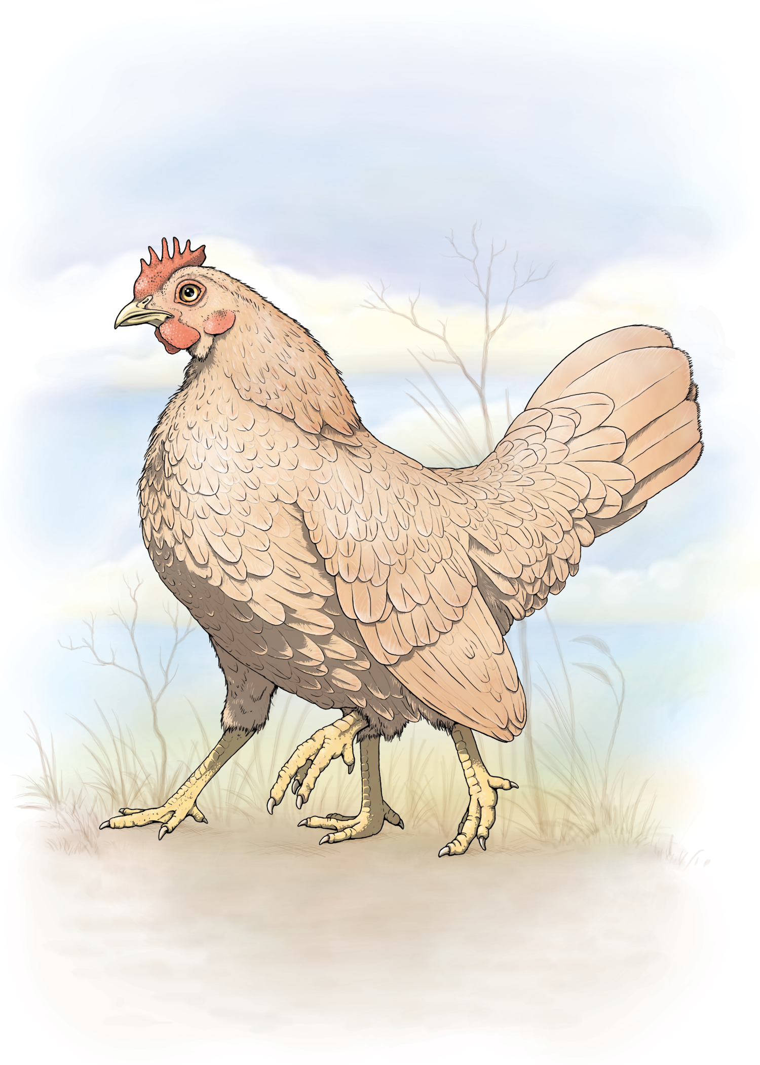 four-legged-chicken.png