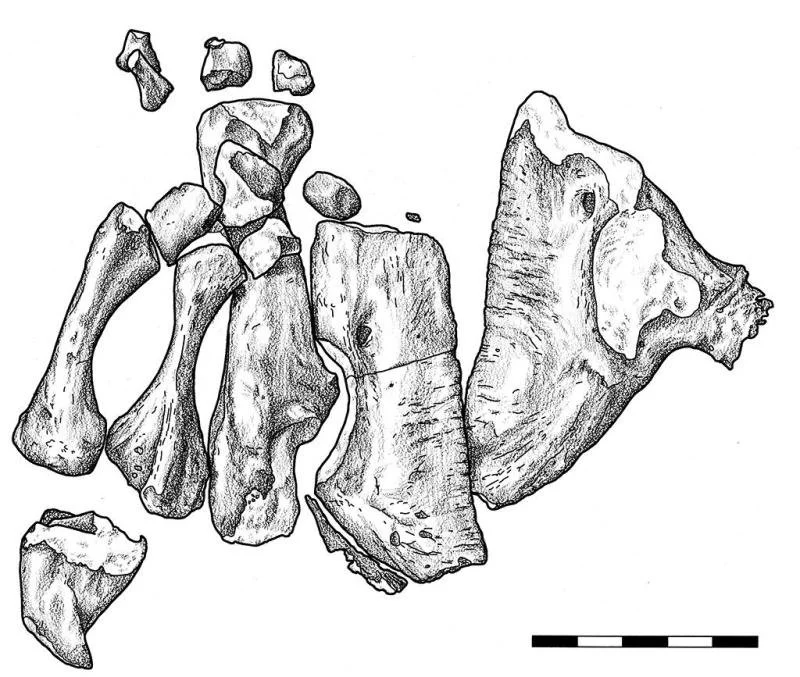 Paleo Acheloma pelvis.jpg
