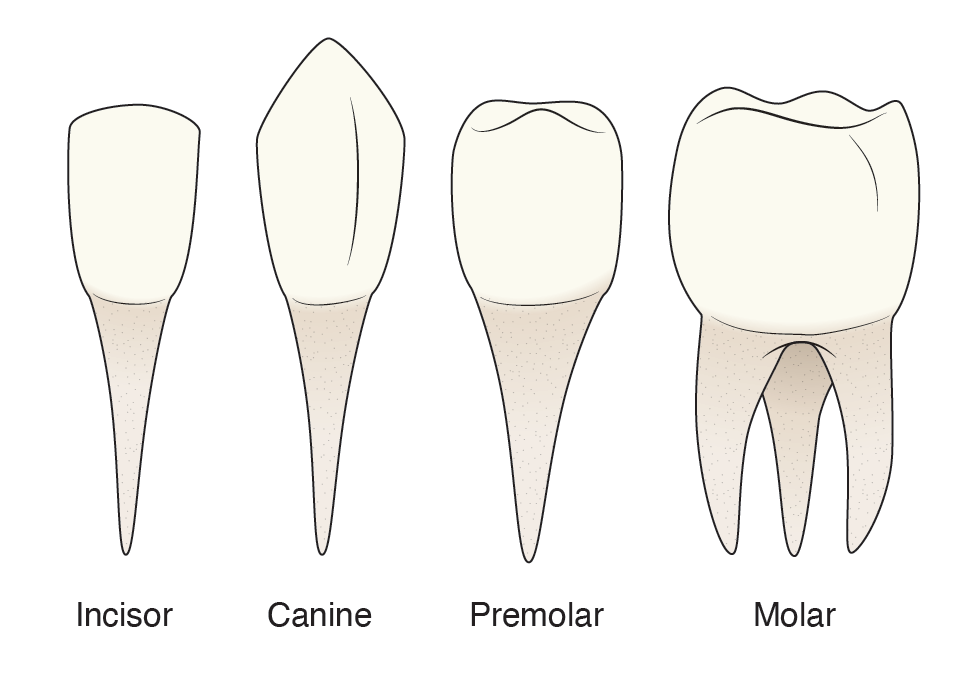 Med teeth types.png