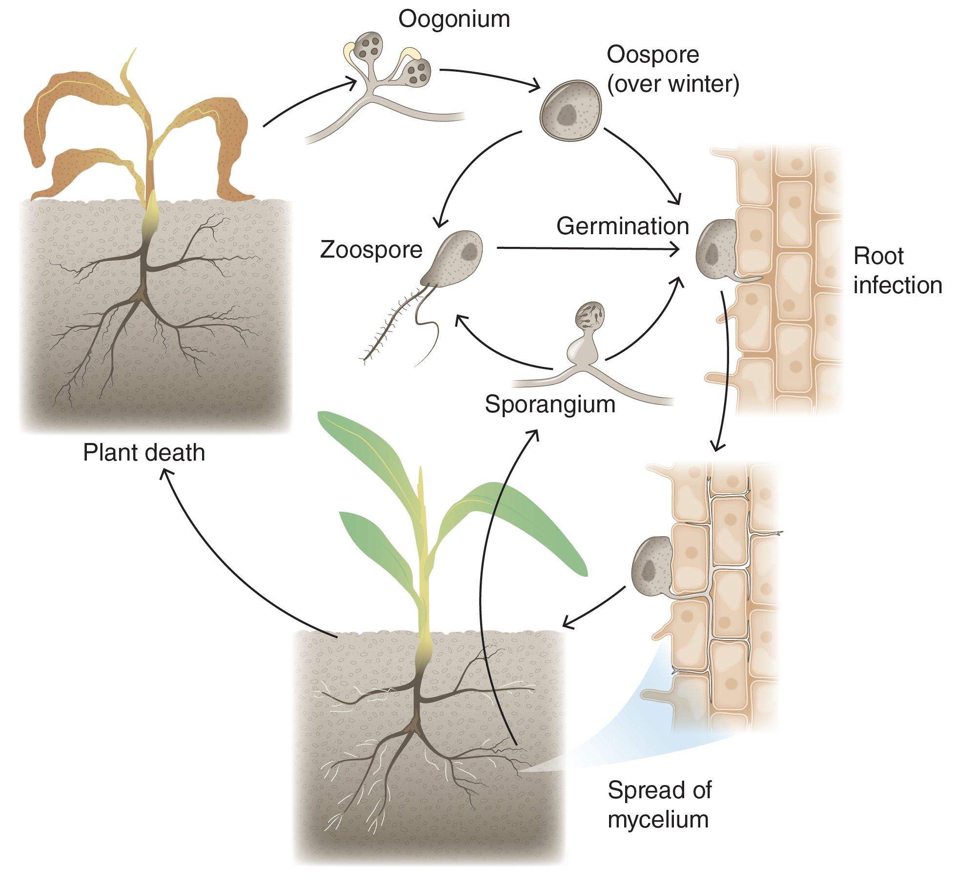 Bio life cycle mycelium.png