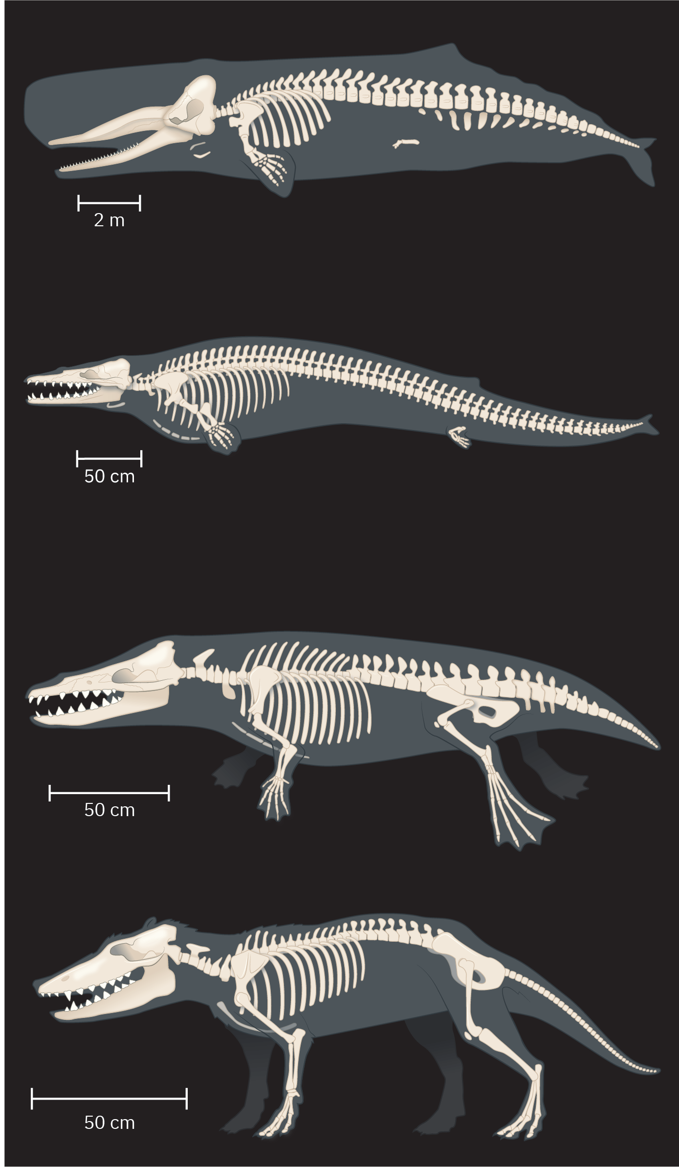 Paleo whale evol.png