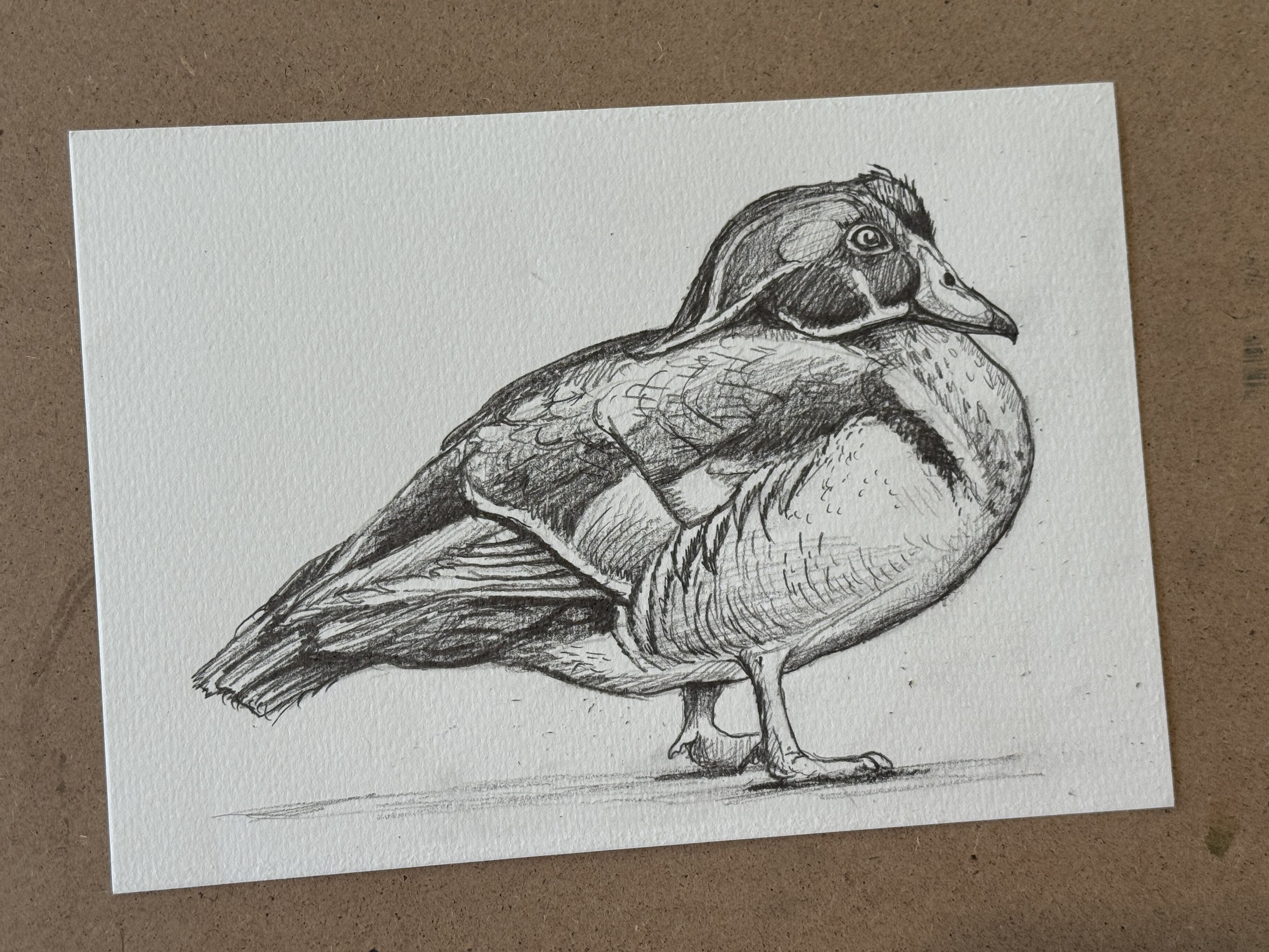 wood duck sketch.JPG