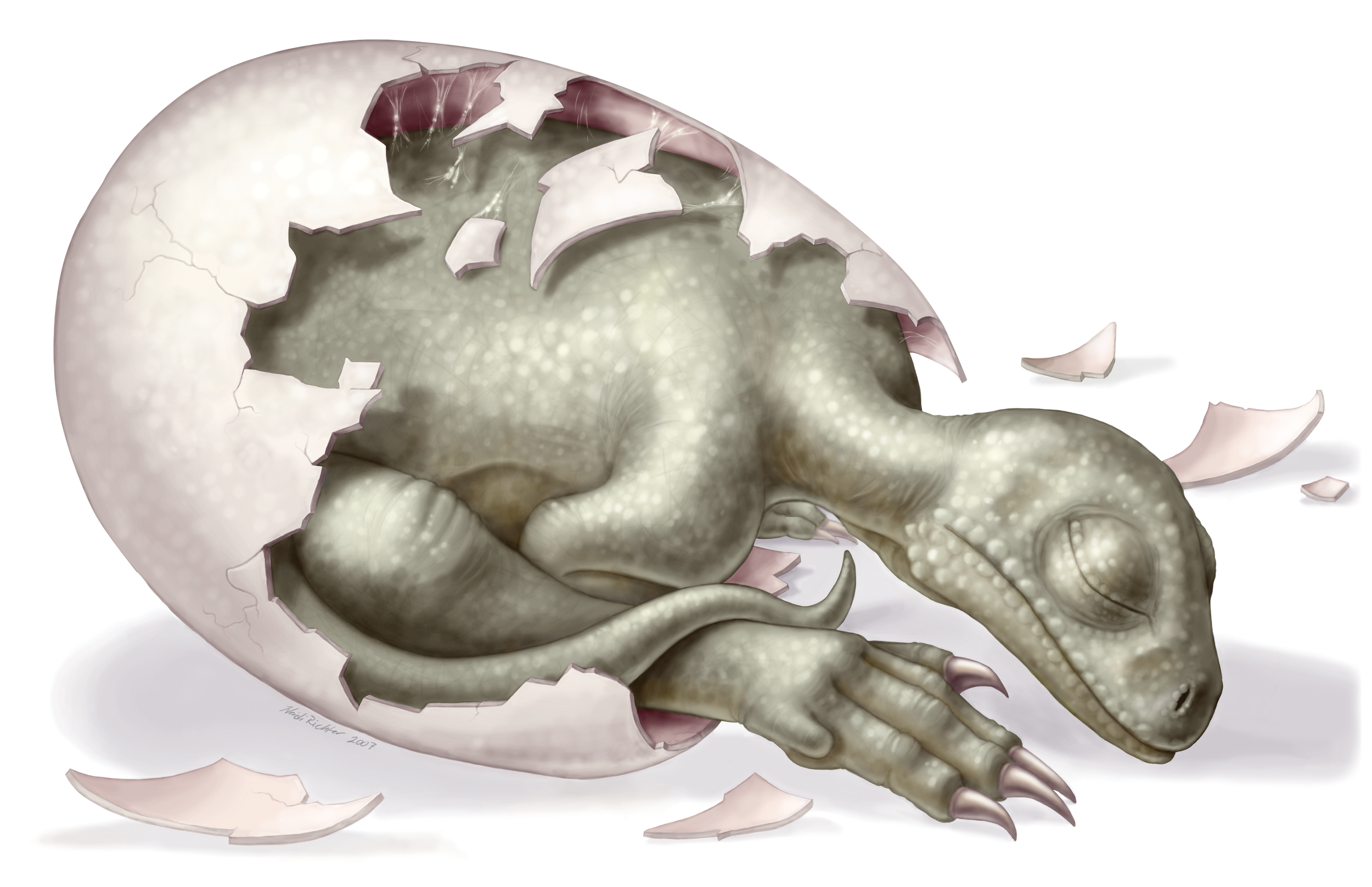 Paleo Massospondylus fetus.png