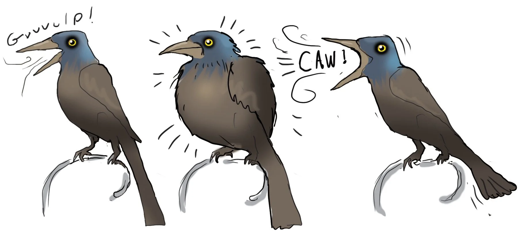 grackles.jpg