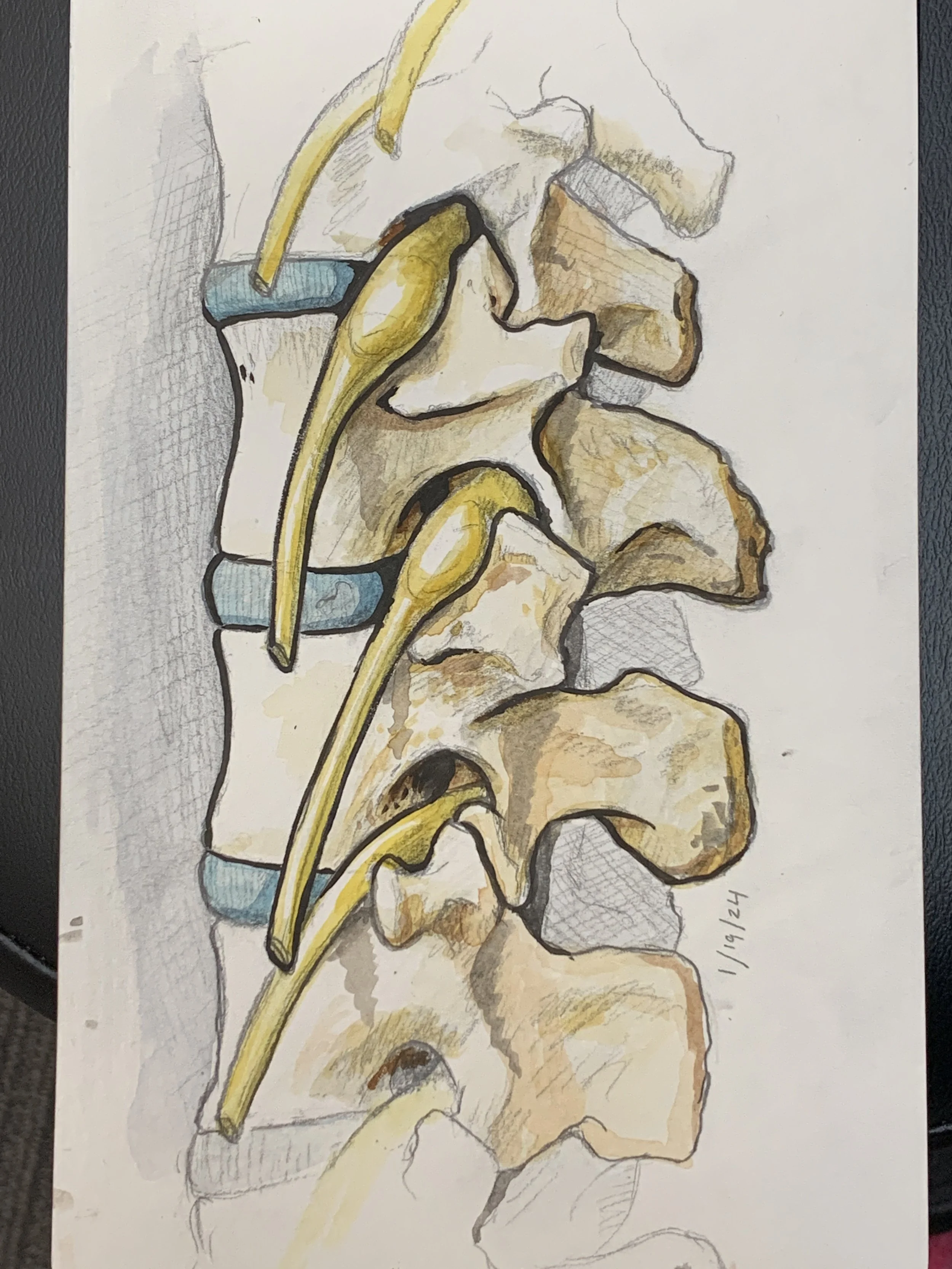 Water spinal nerves.jpg