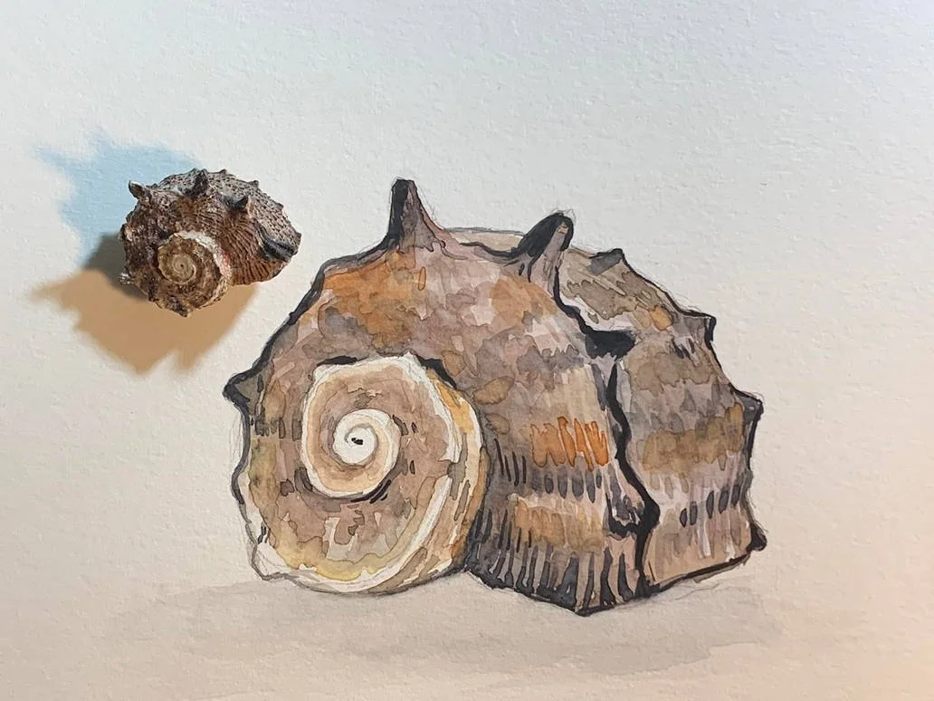 watercolor_shell_by_novahnaigahfah_dfq1s91-pre.jpg