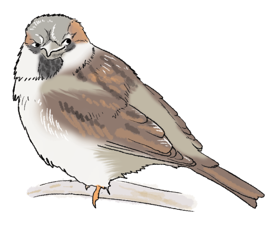 Sparrow_smirk.png