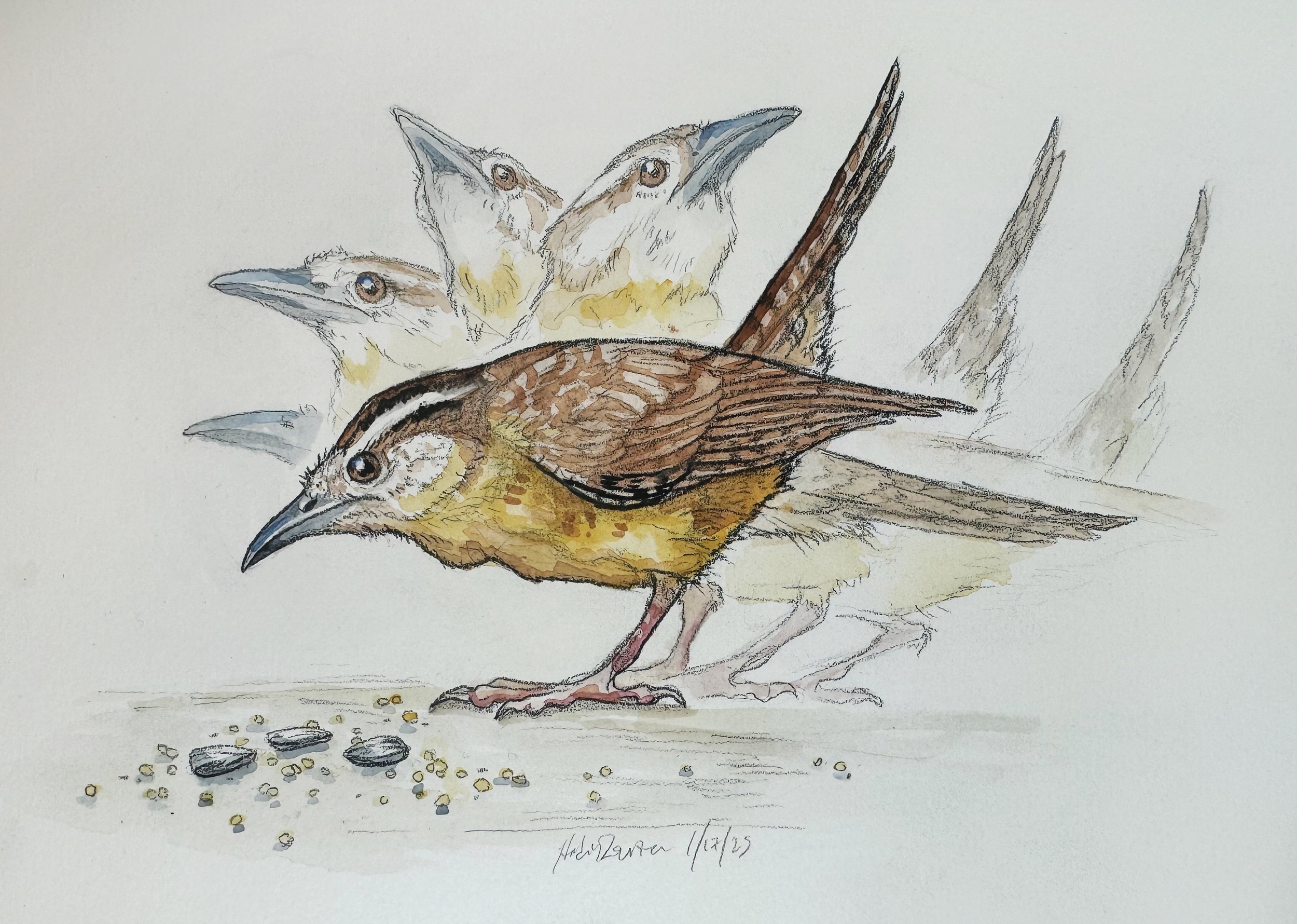 Water carolina wren.jpg