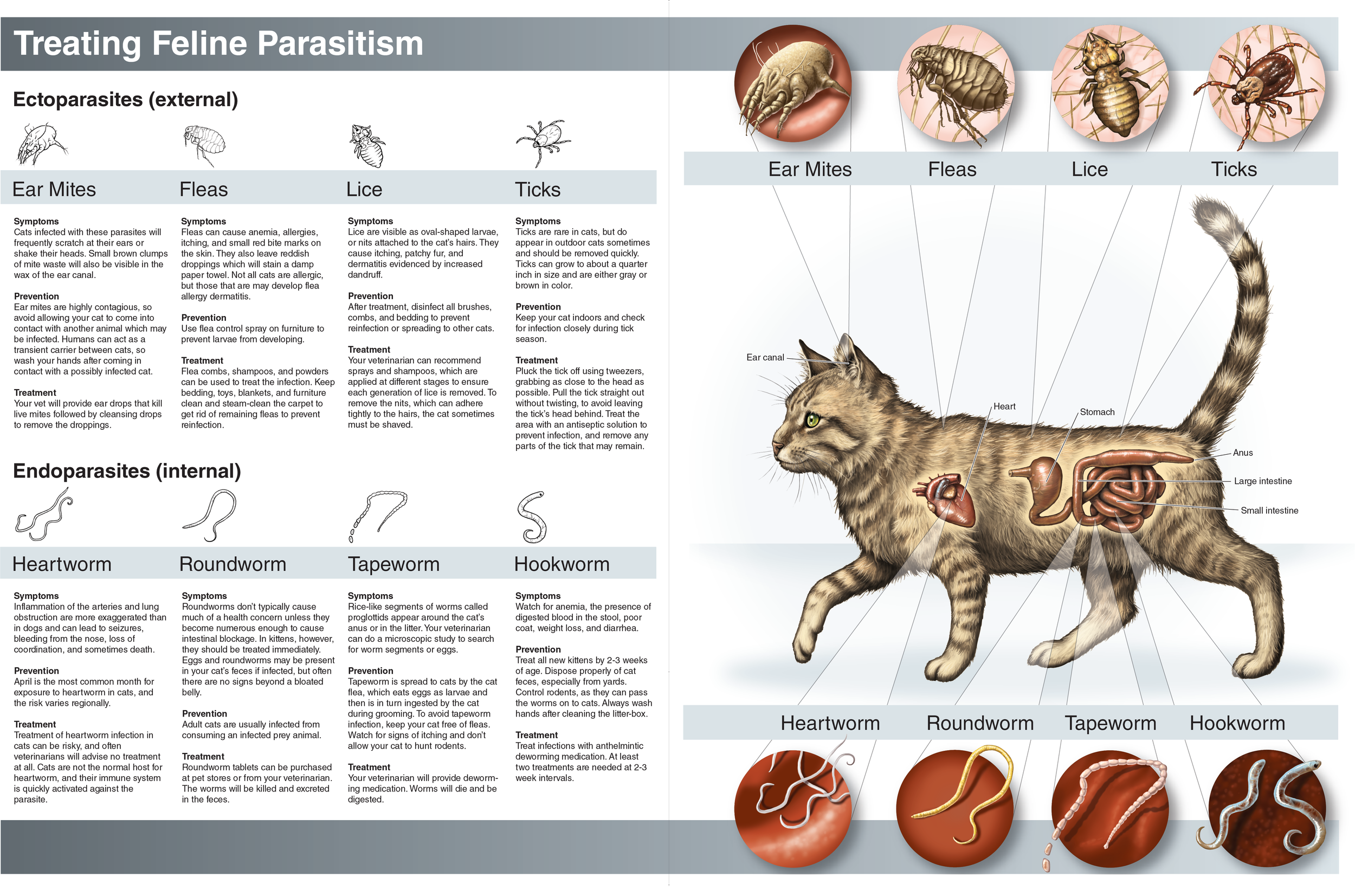 bio Feline Parasites.png