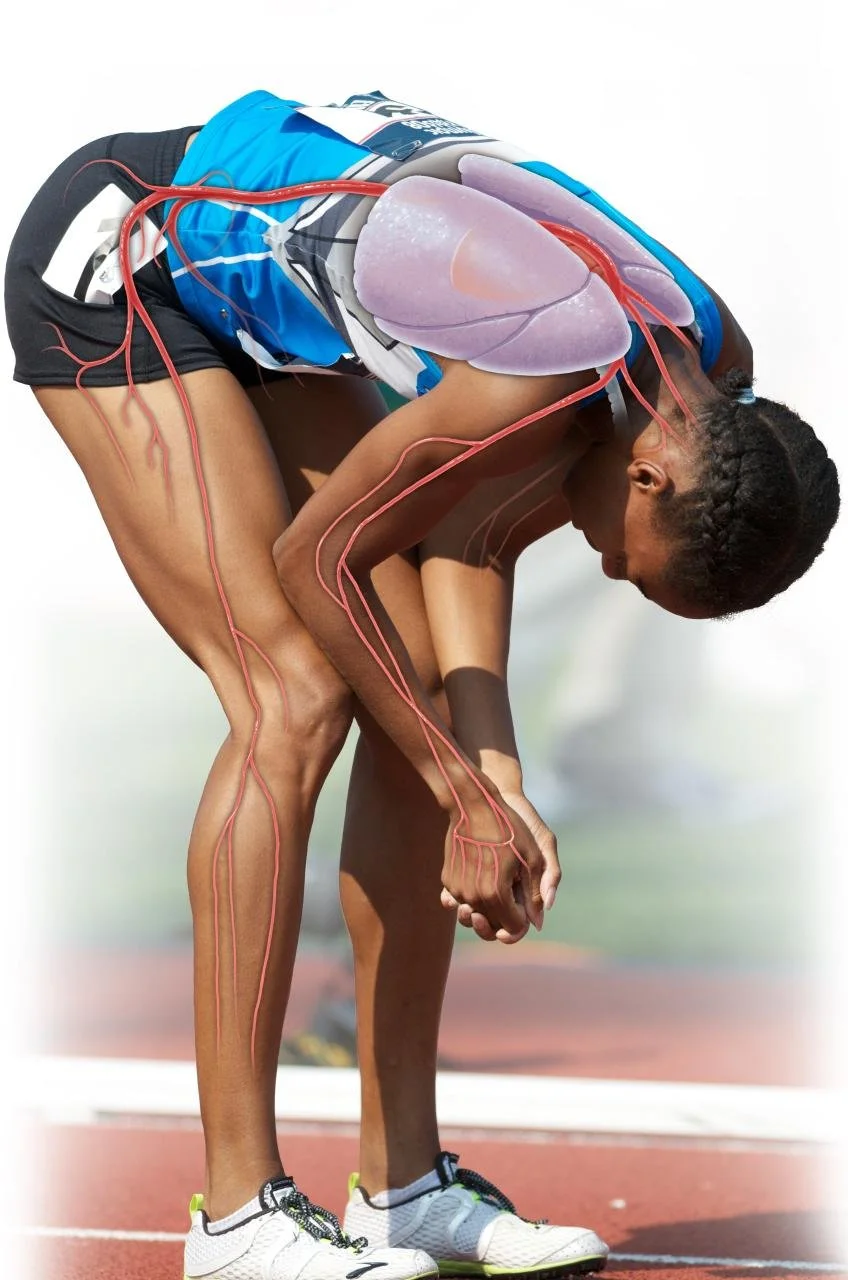 Med runner circulatory.jpg