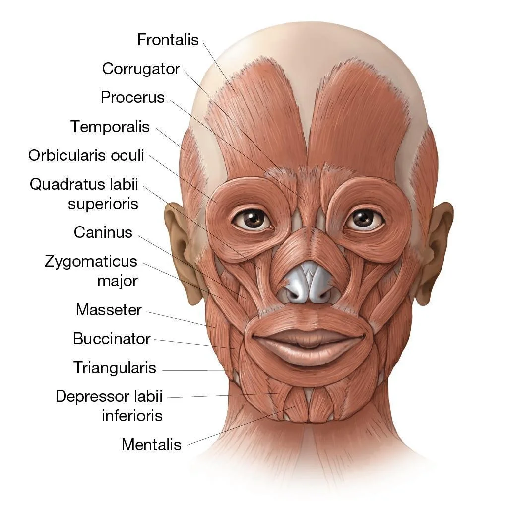 Med facial muscles.jpg