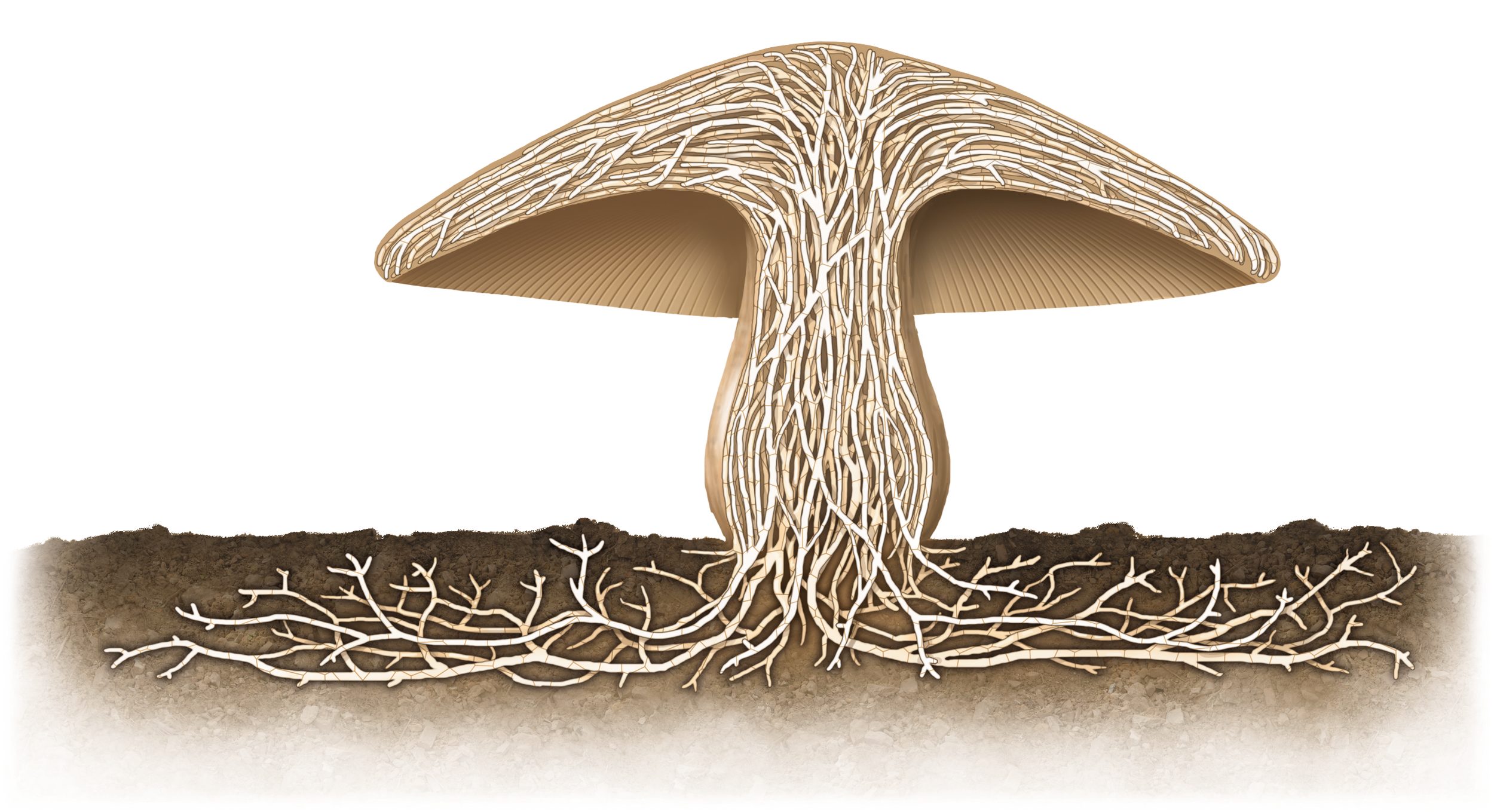 Bio Mushroom.png