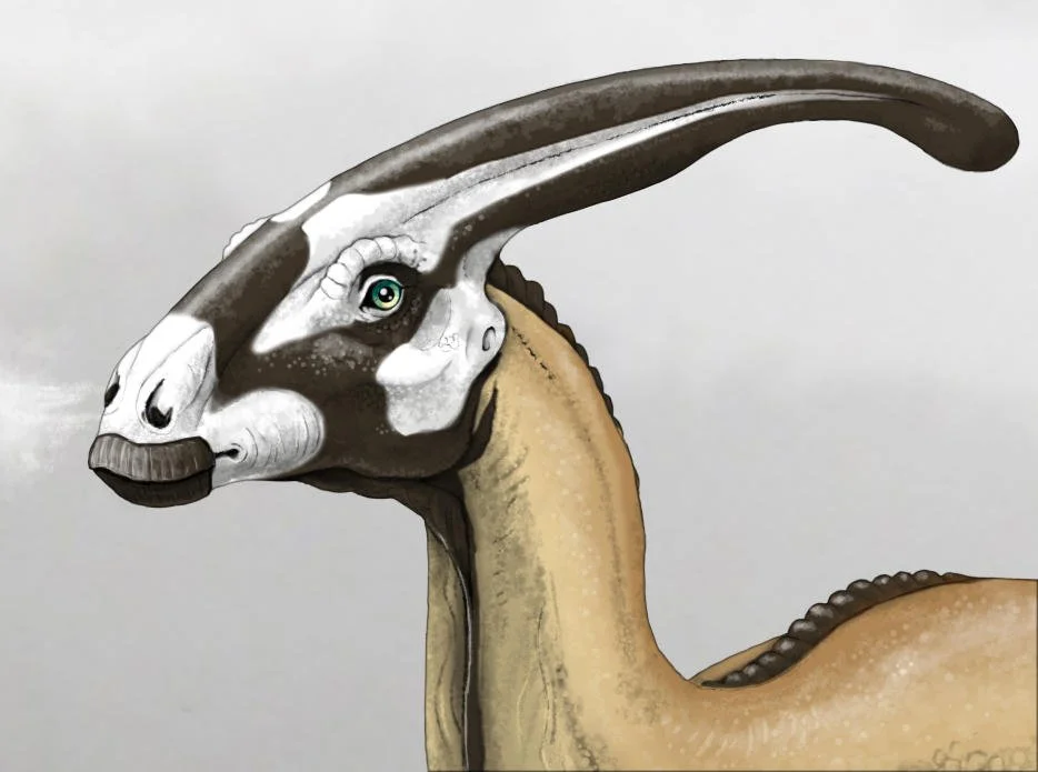 parasaurolophus_detail_by_novahnaigahfah_dfq0osq-fullview.jpg
