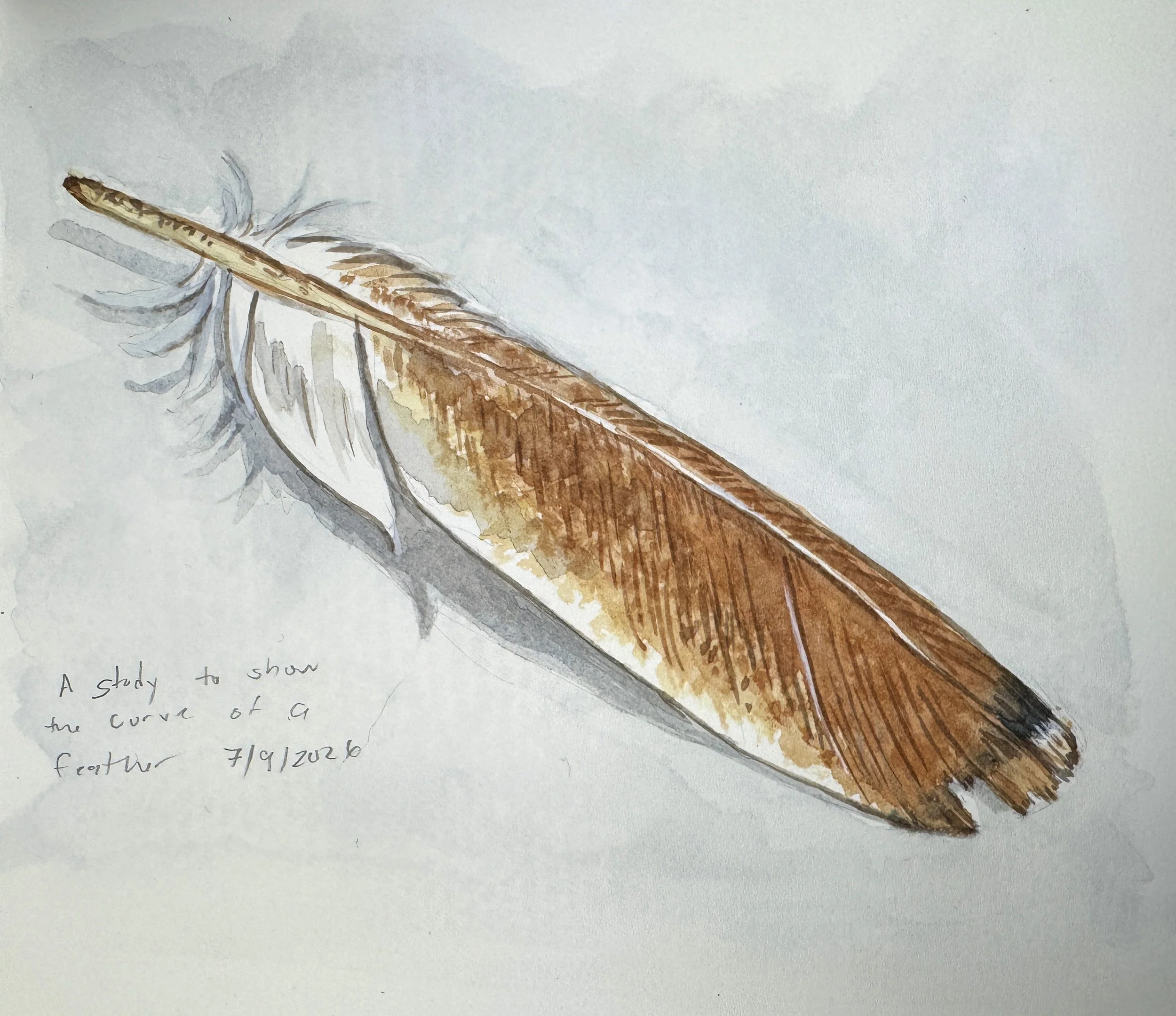 Feather.jpg