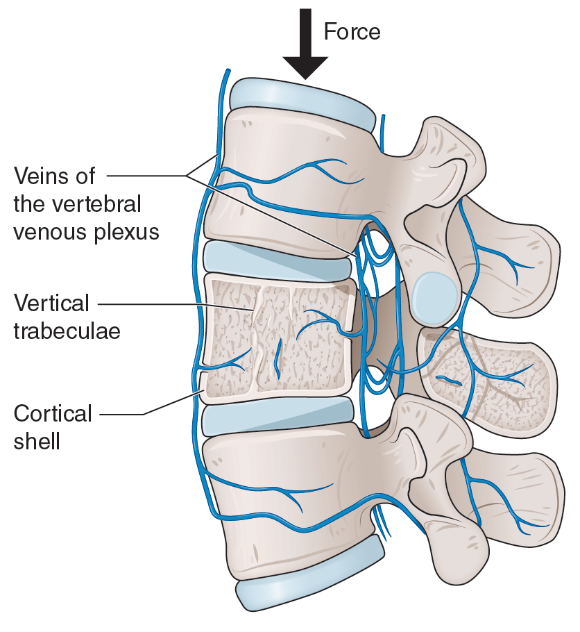 Med spinal spring.png
