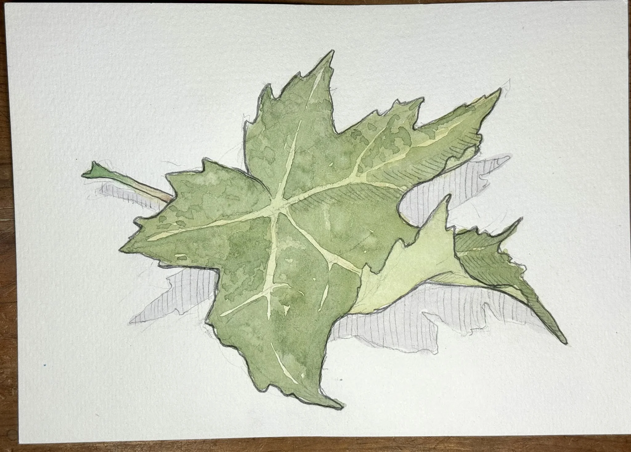 Maple leaf.jpg