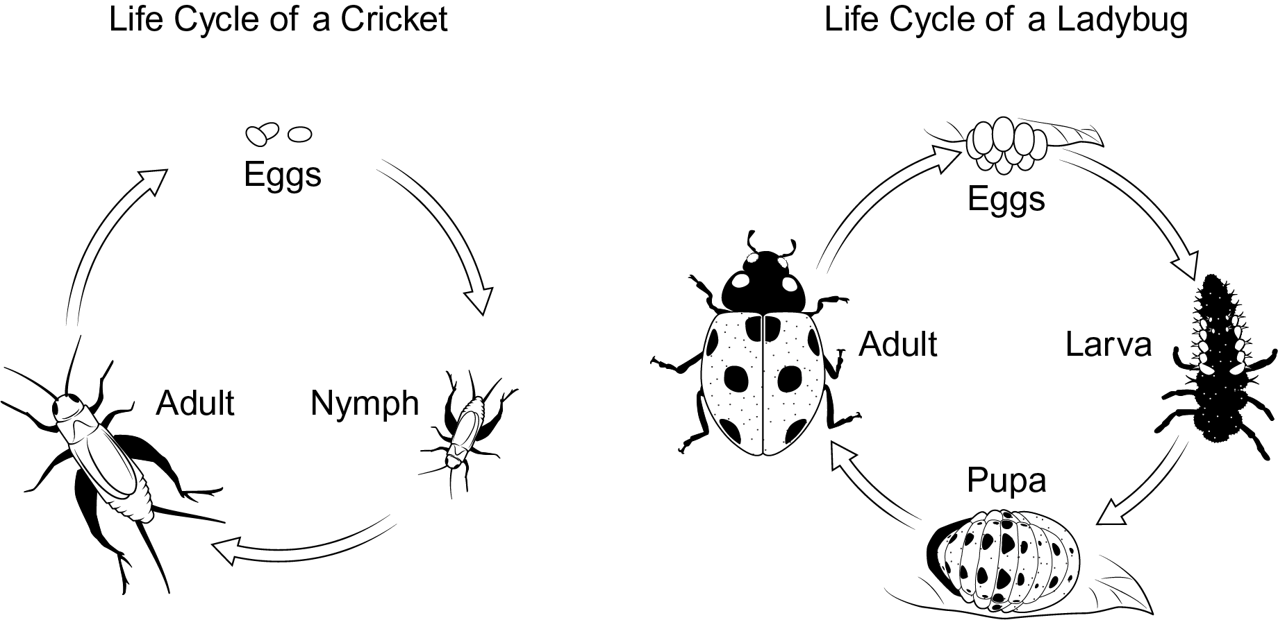 ELS25_AS03_TX_TT07AG_A003_CricketAndLadyBugLifeCycle.png