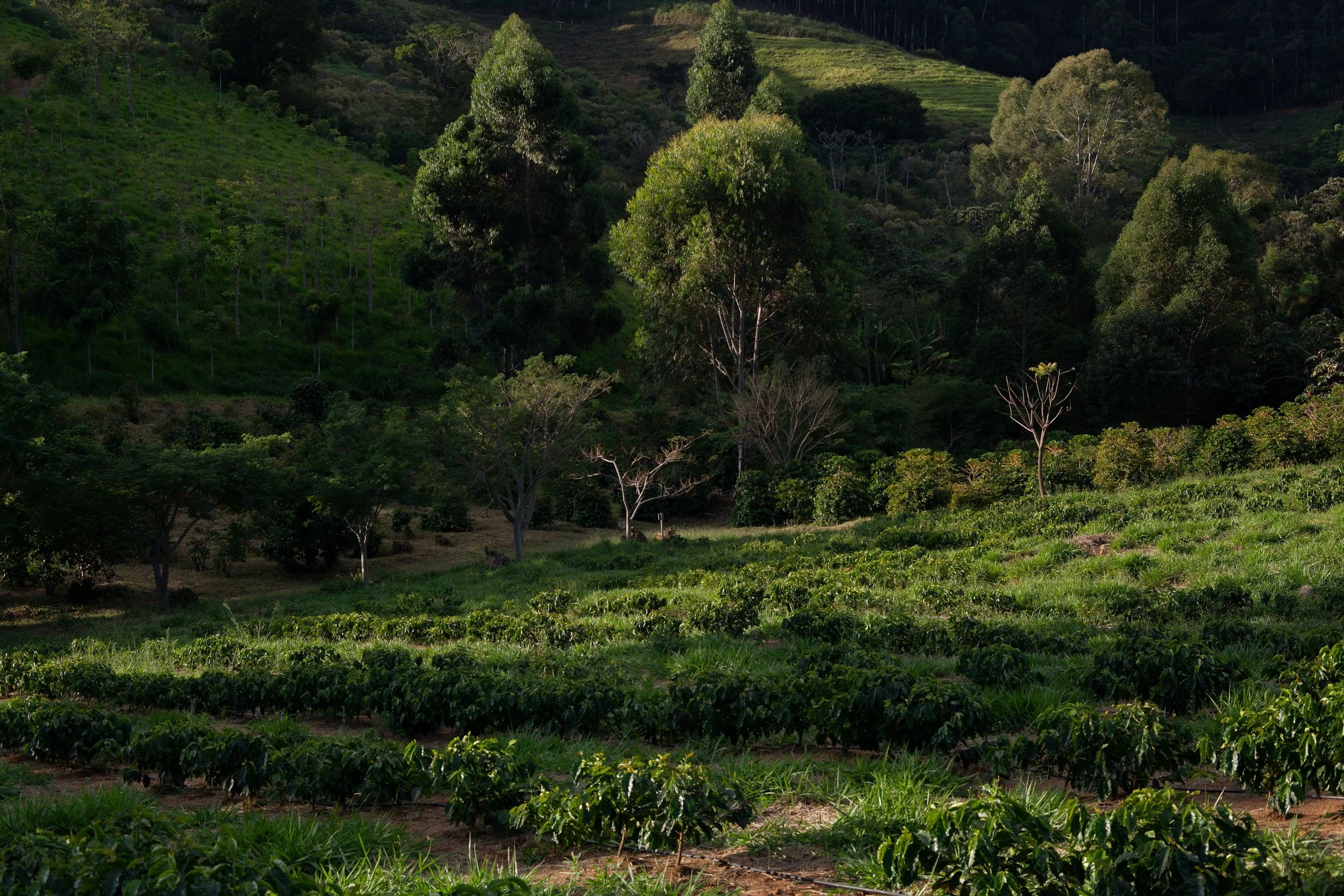 A lush green hillside with agricultural fields, trees, and rolling hills in the background.