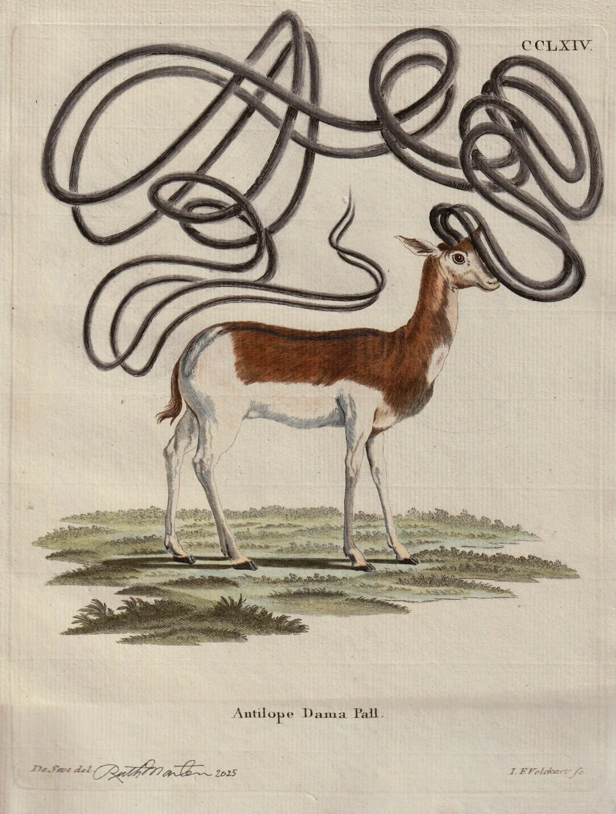 The Golden Antilope, 2025 
