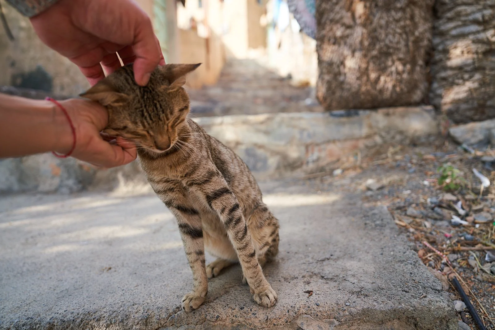 Meine Highlights: Tiere streicheln und Dinge lernen!