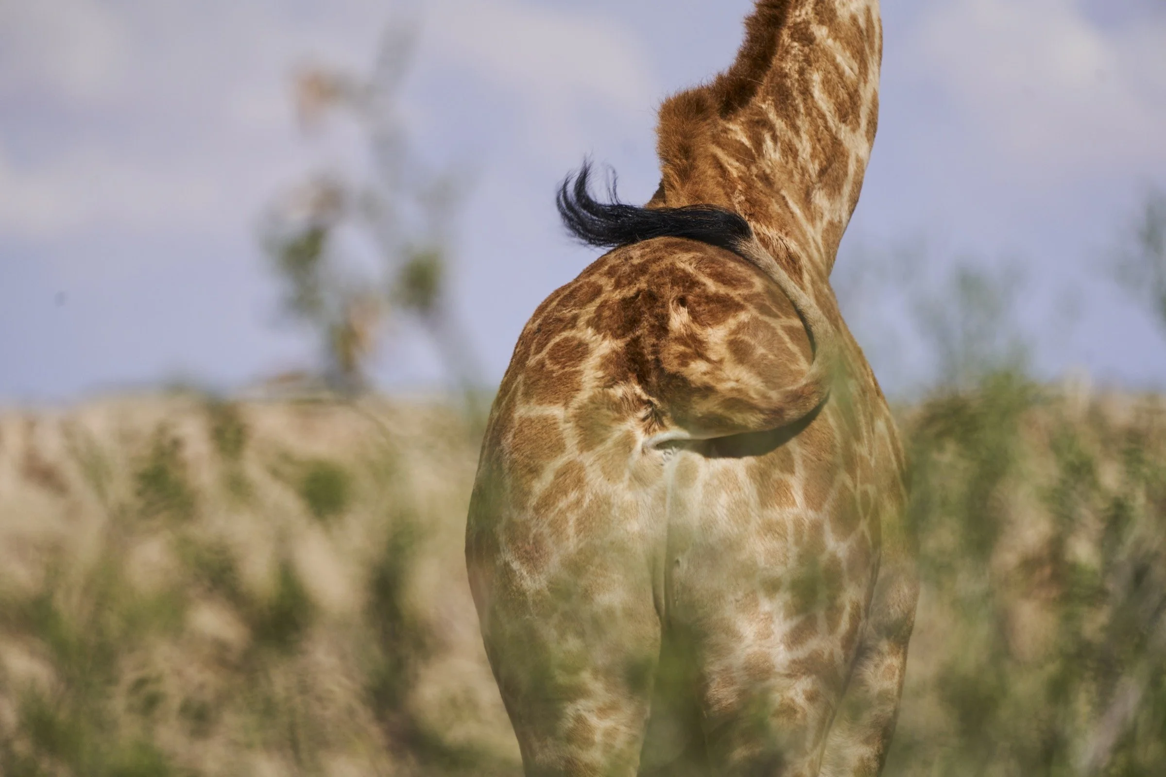 Kglagadi Transfrontier National Park